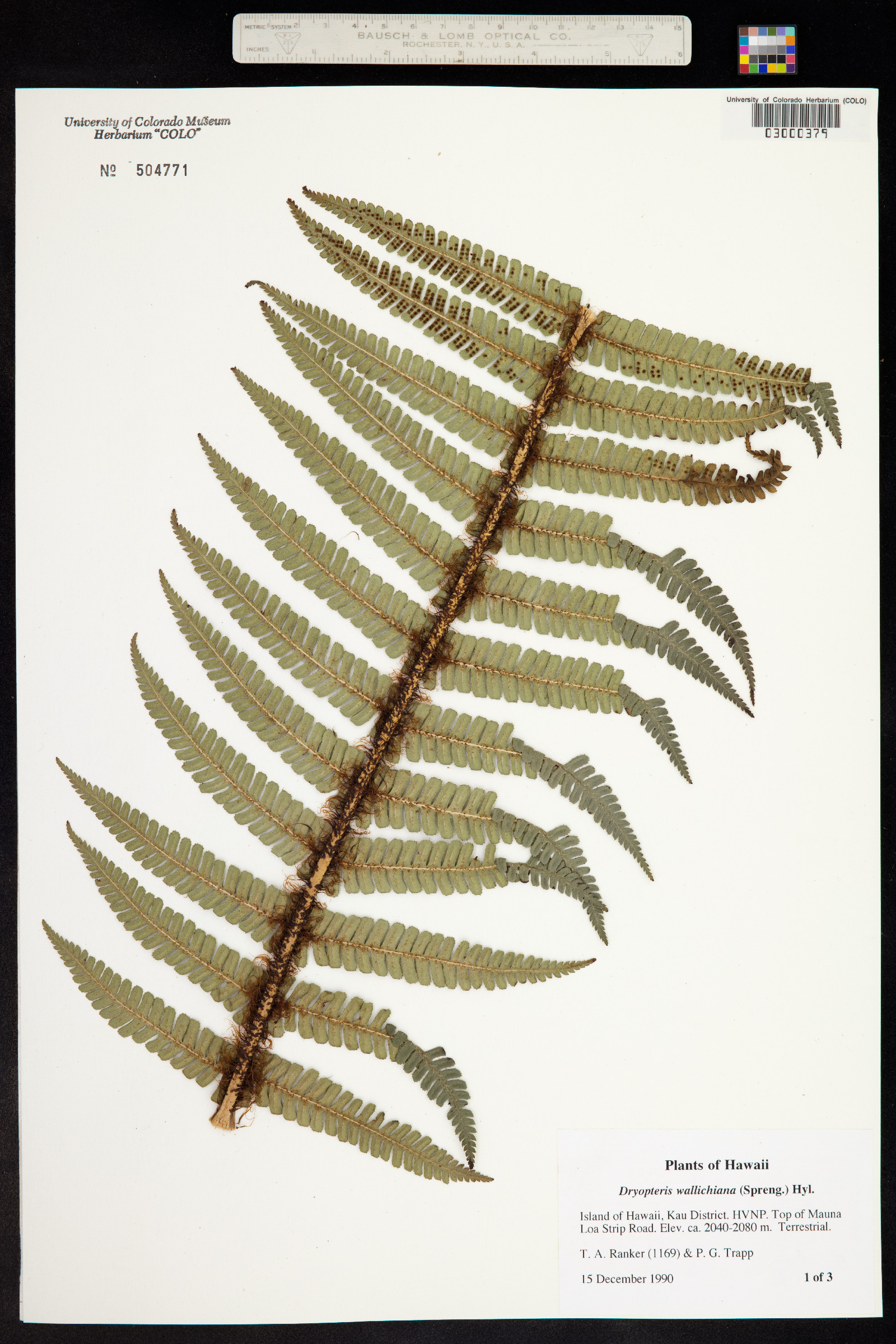 Dryopteris wallichiana image