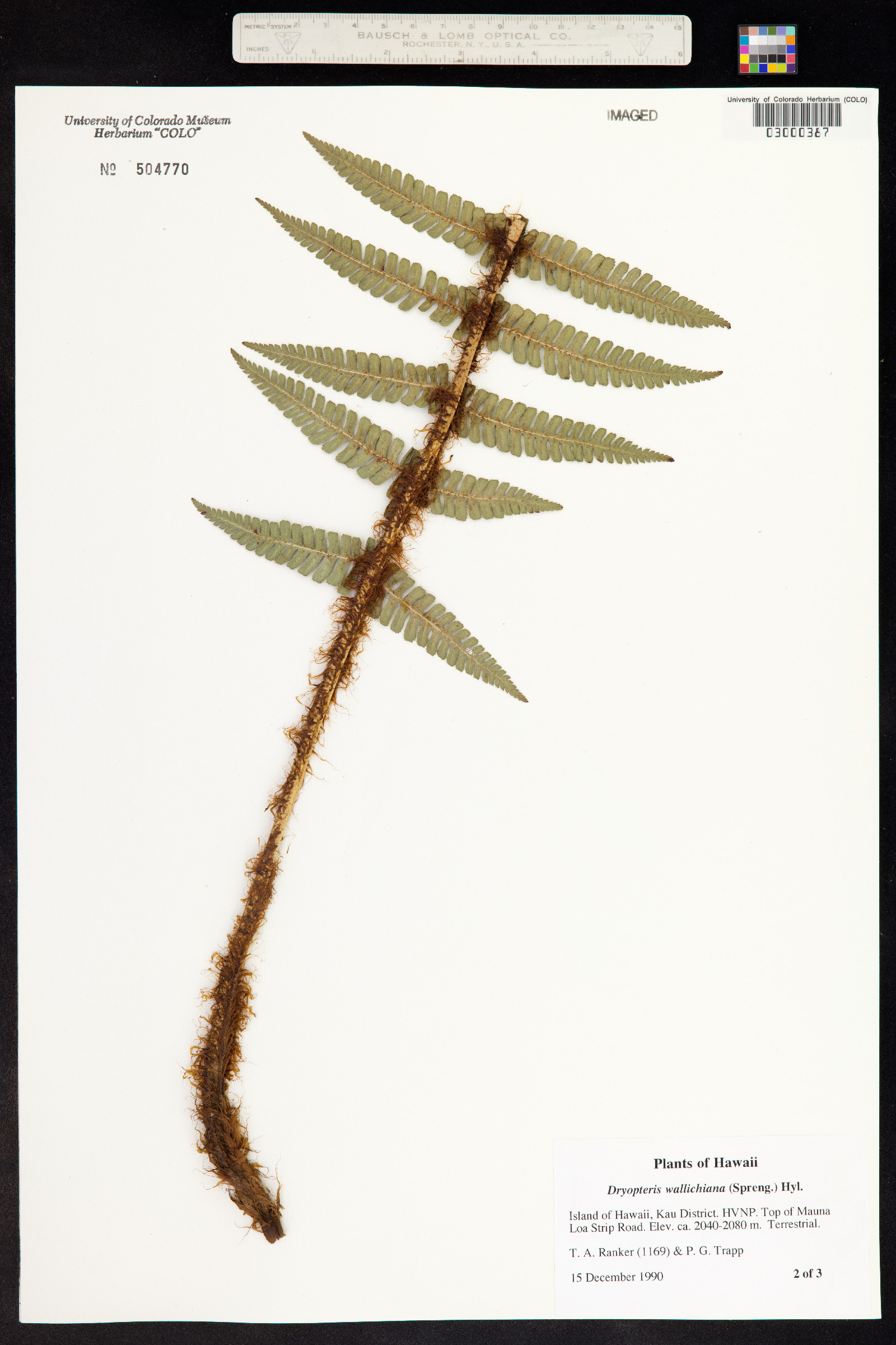 Dryopteris wallichiana image