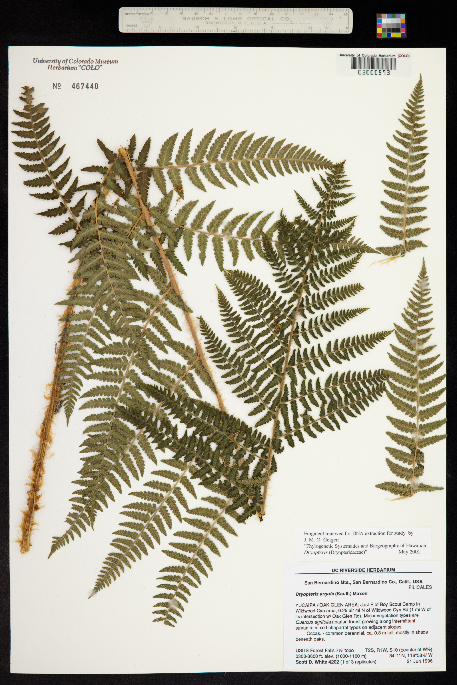 Dryopteris arguta image
