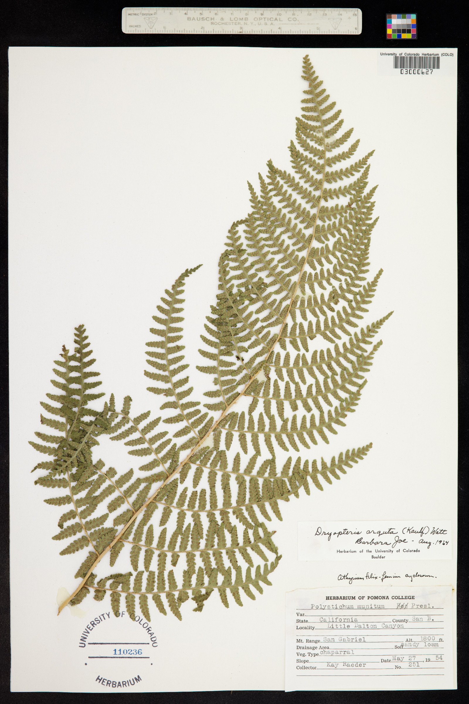 Dryopteris arguta image