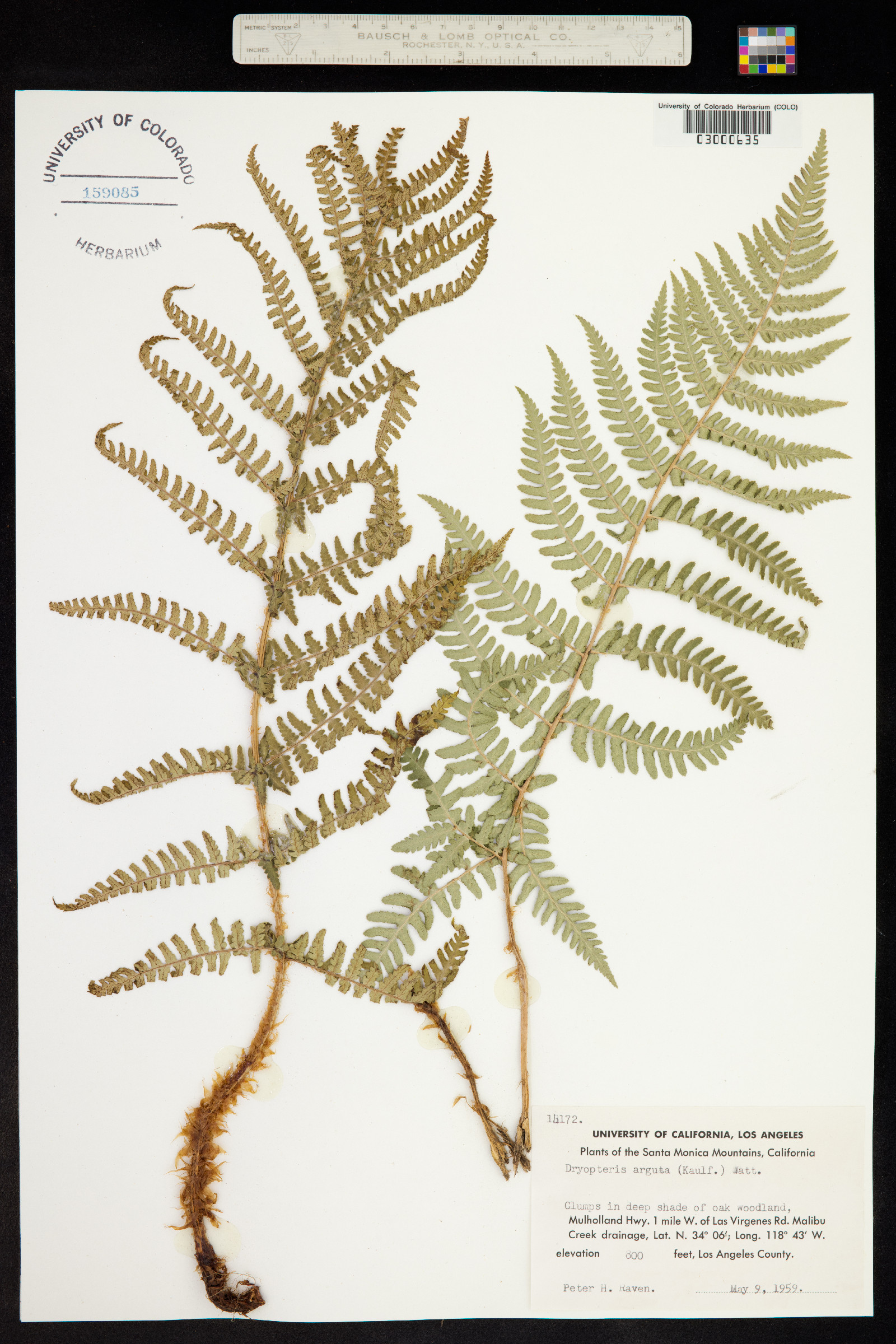 Dryopteris arguta image