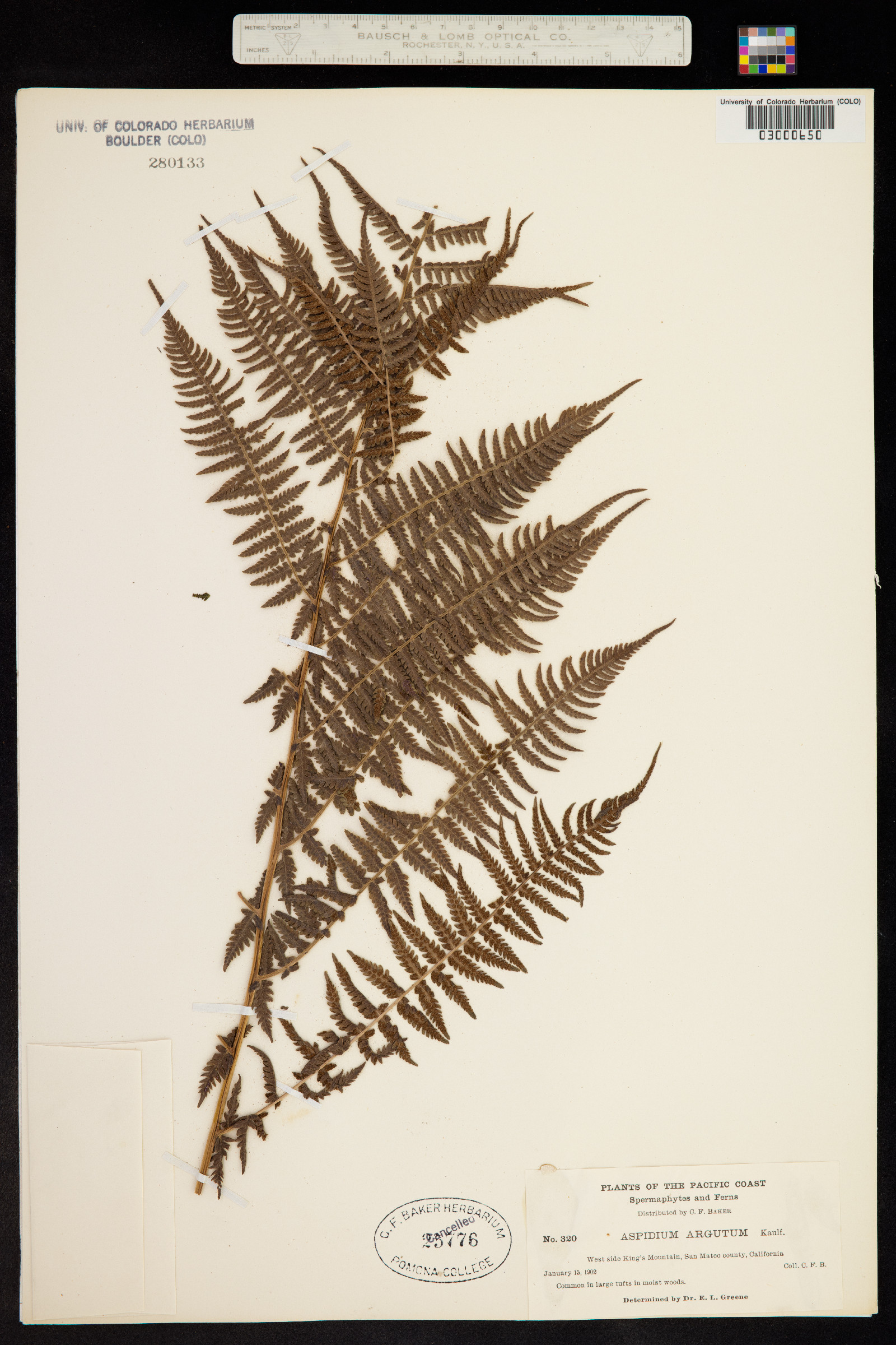 Dryopteris arguta image