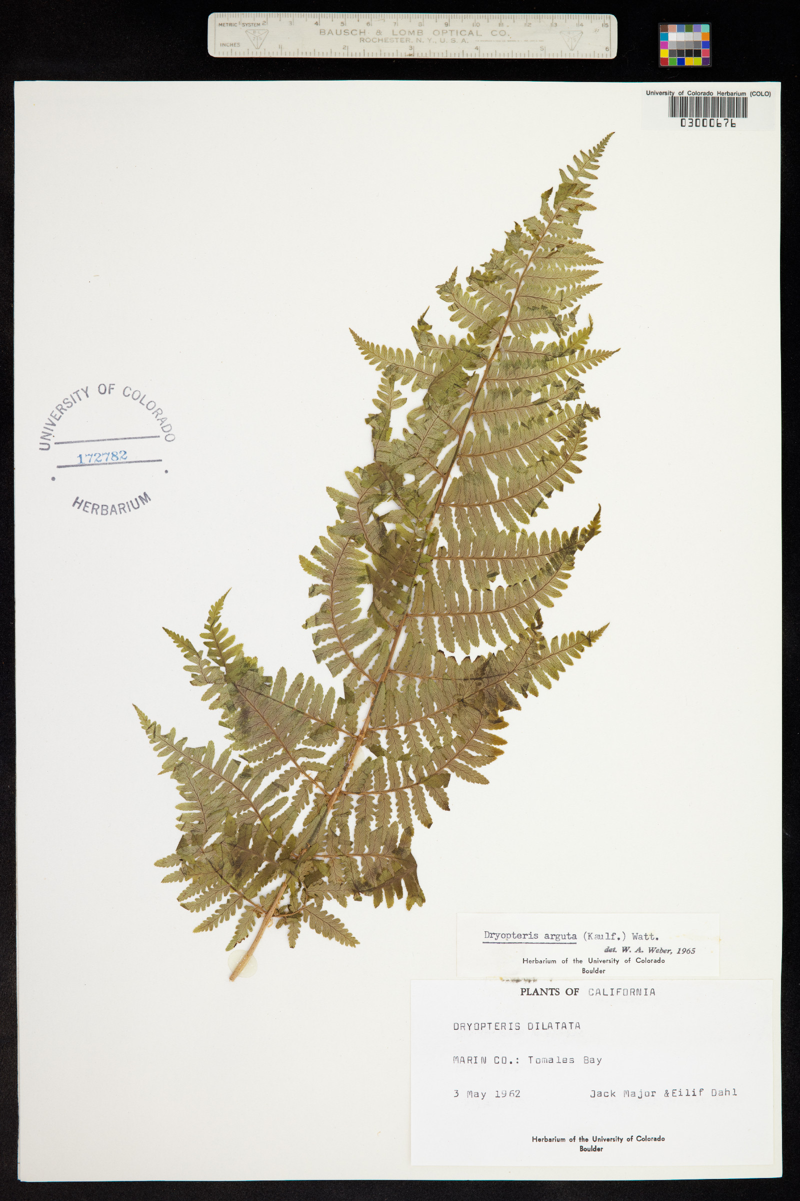 Dryopteris arguta image