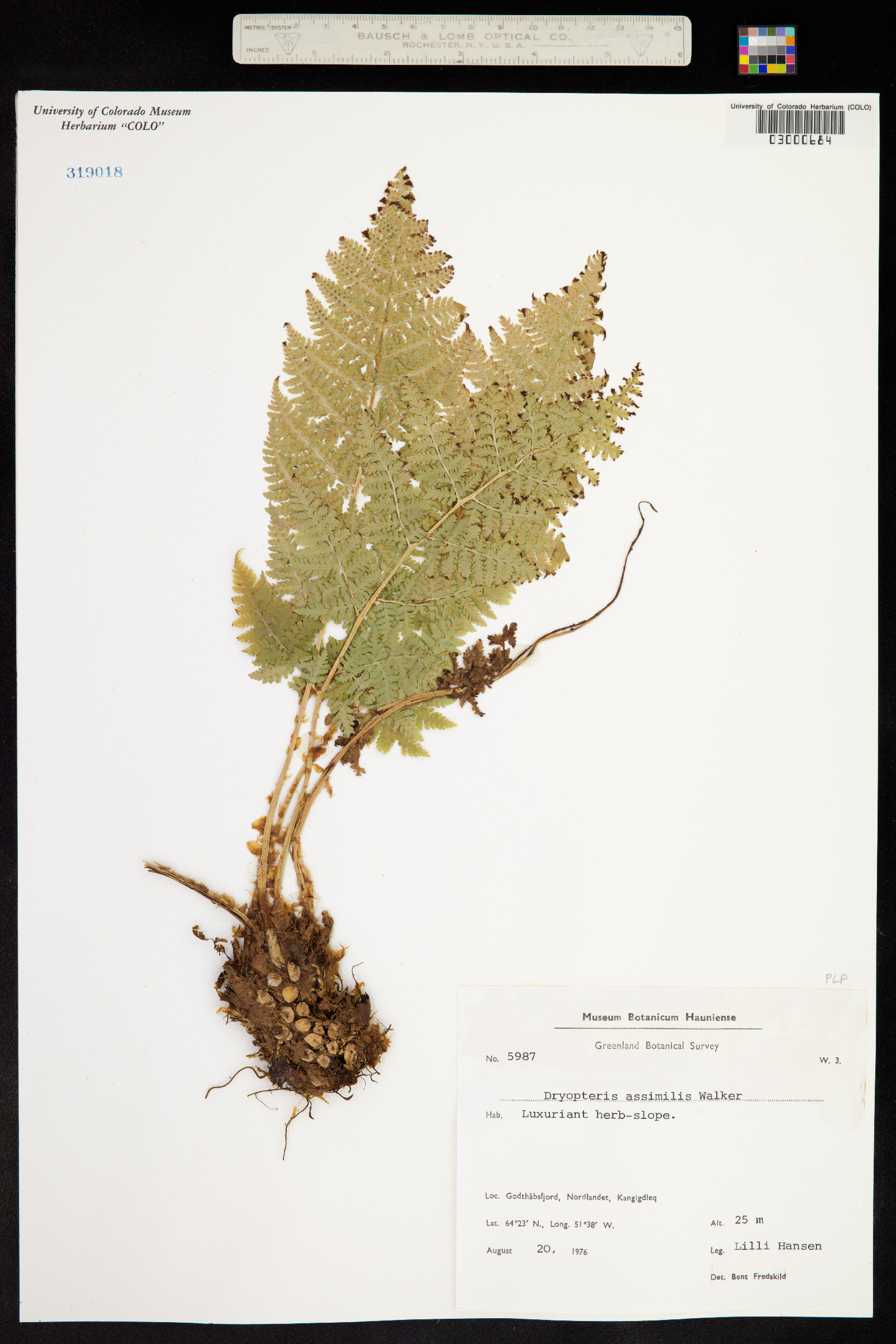 Dryopteris campyloptera image