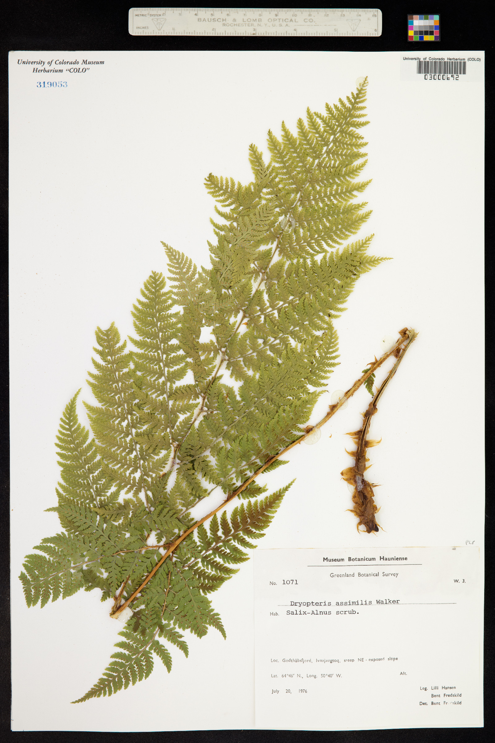 Dryopteris campyloptera image