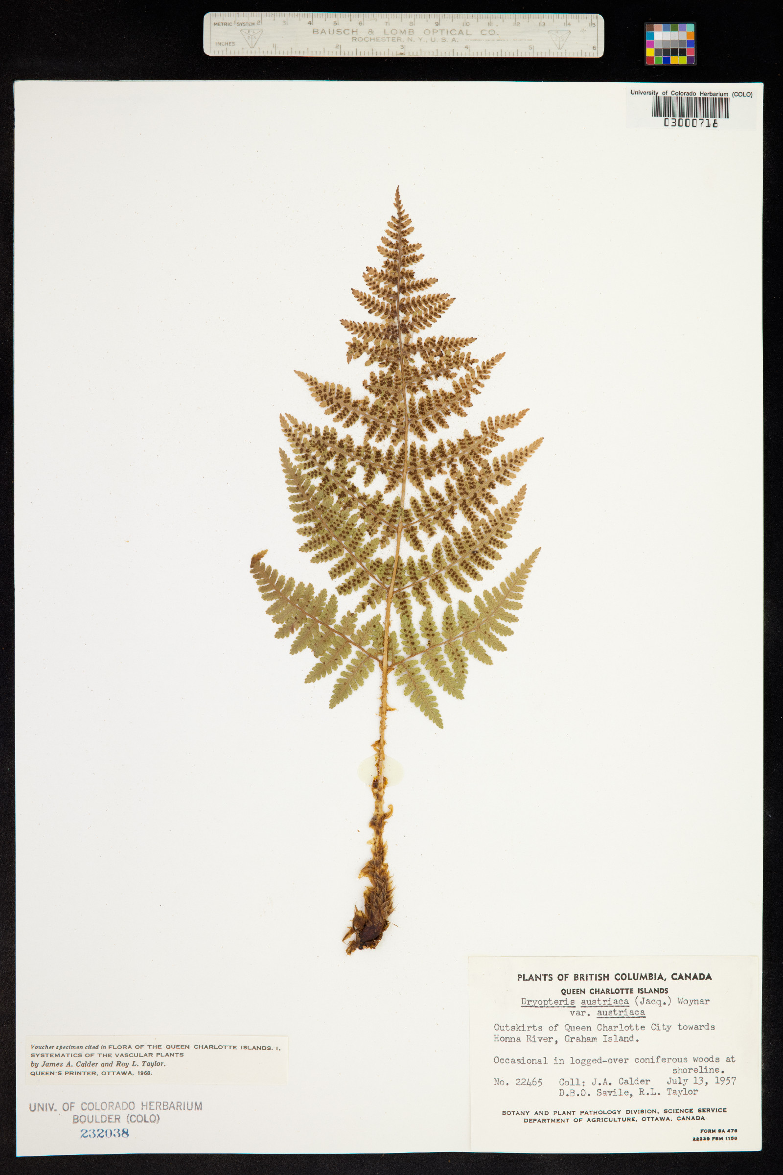 Dryopteris campyloptera image