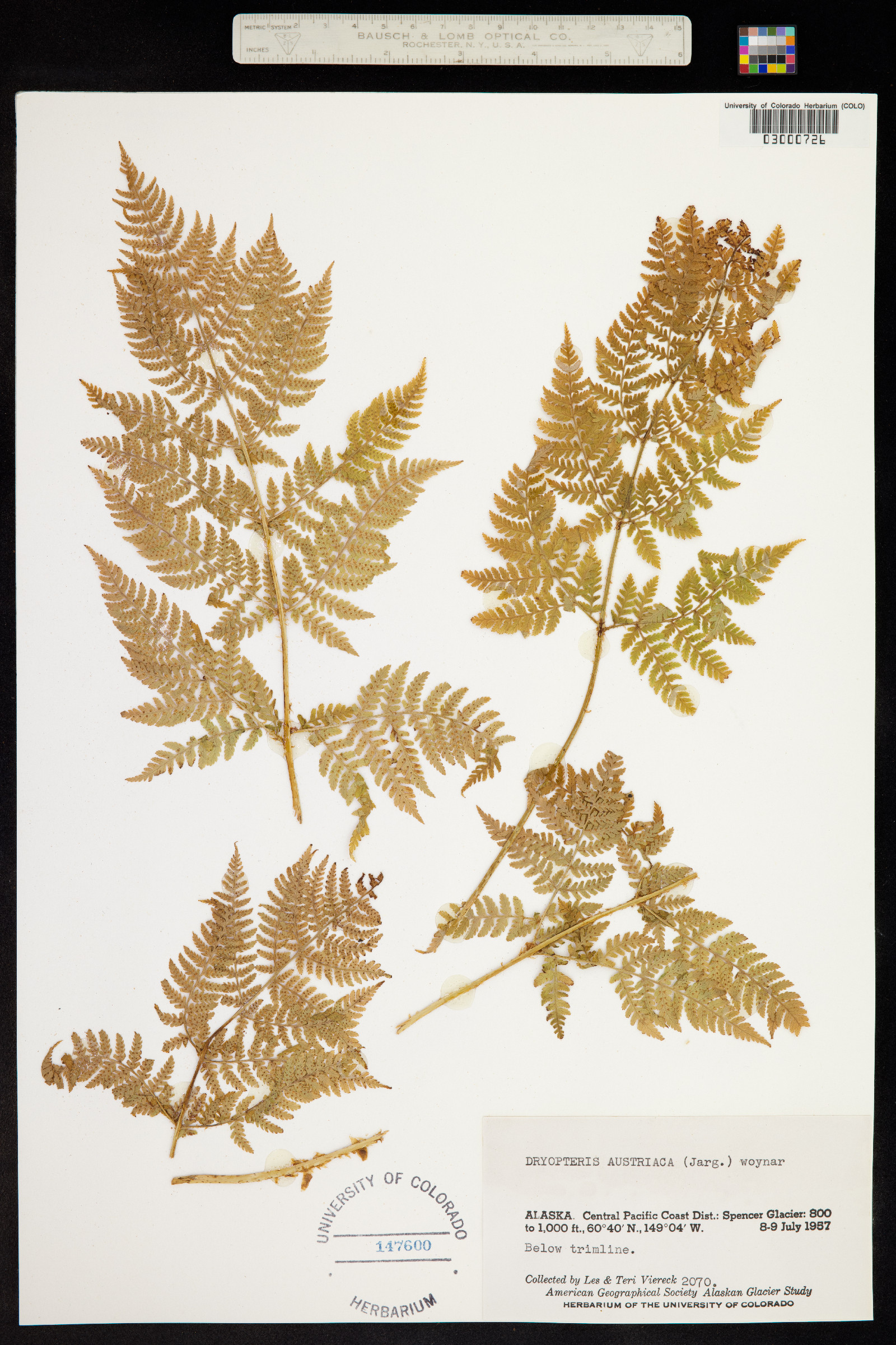 Dryopteris campyloptera image