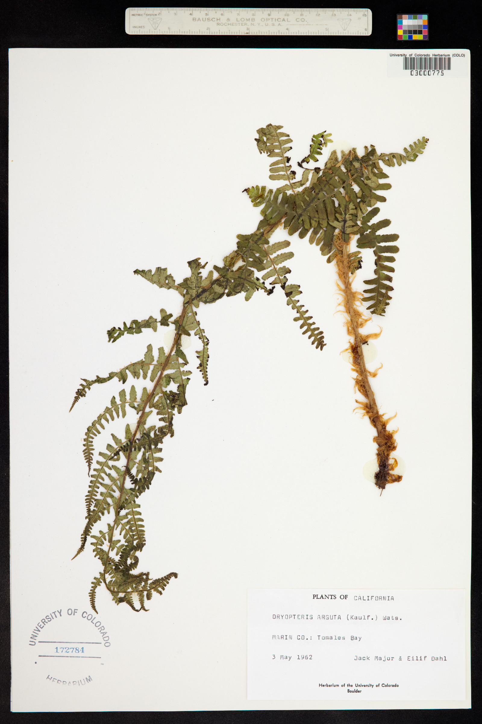Dryopteris arguta image