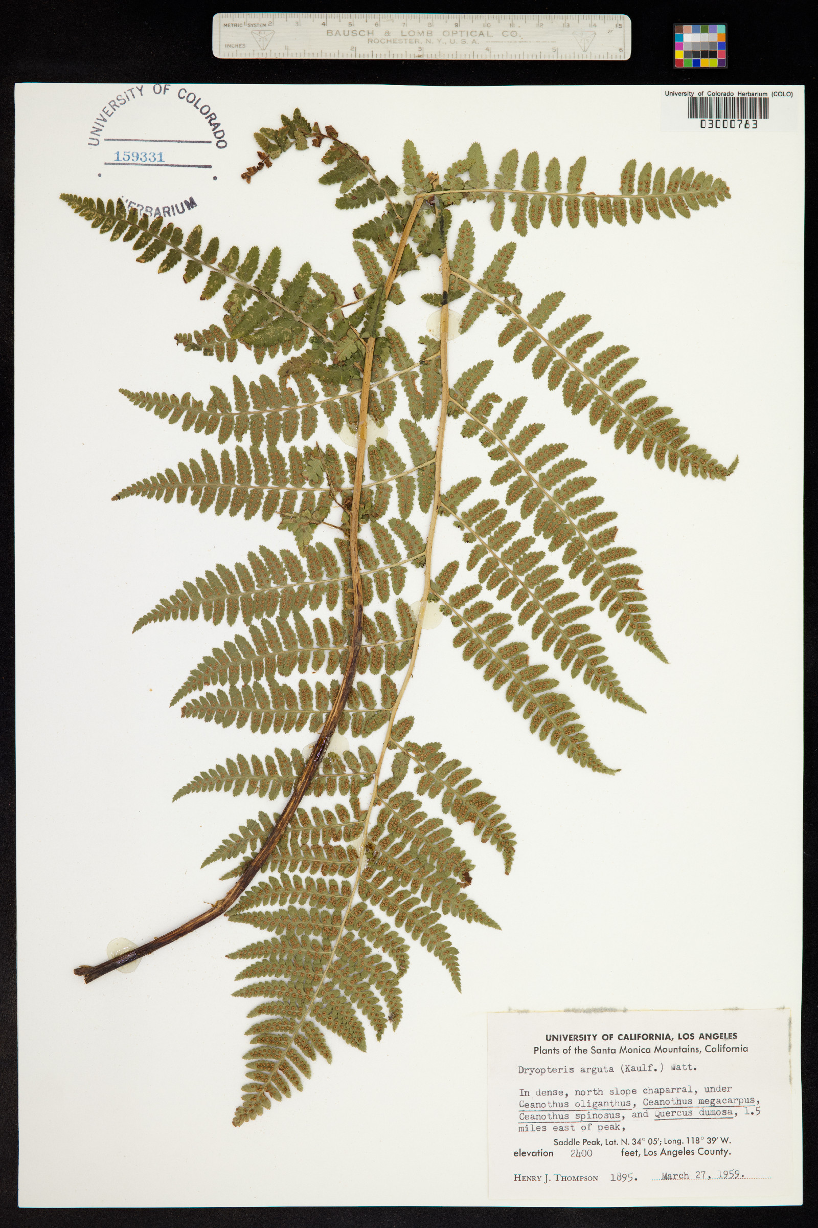 Dryopteris arguta image