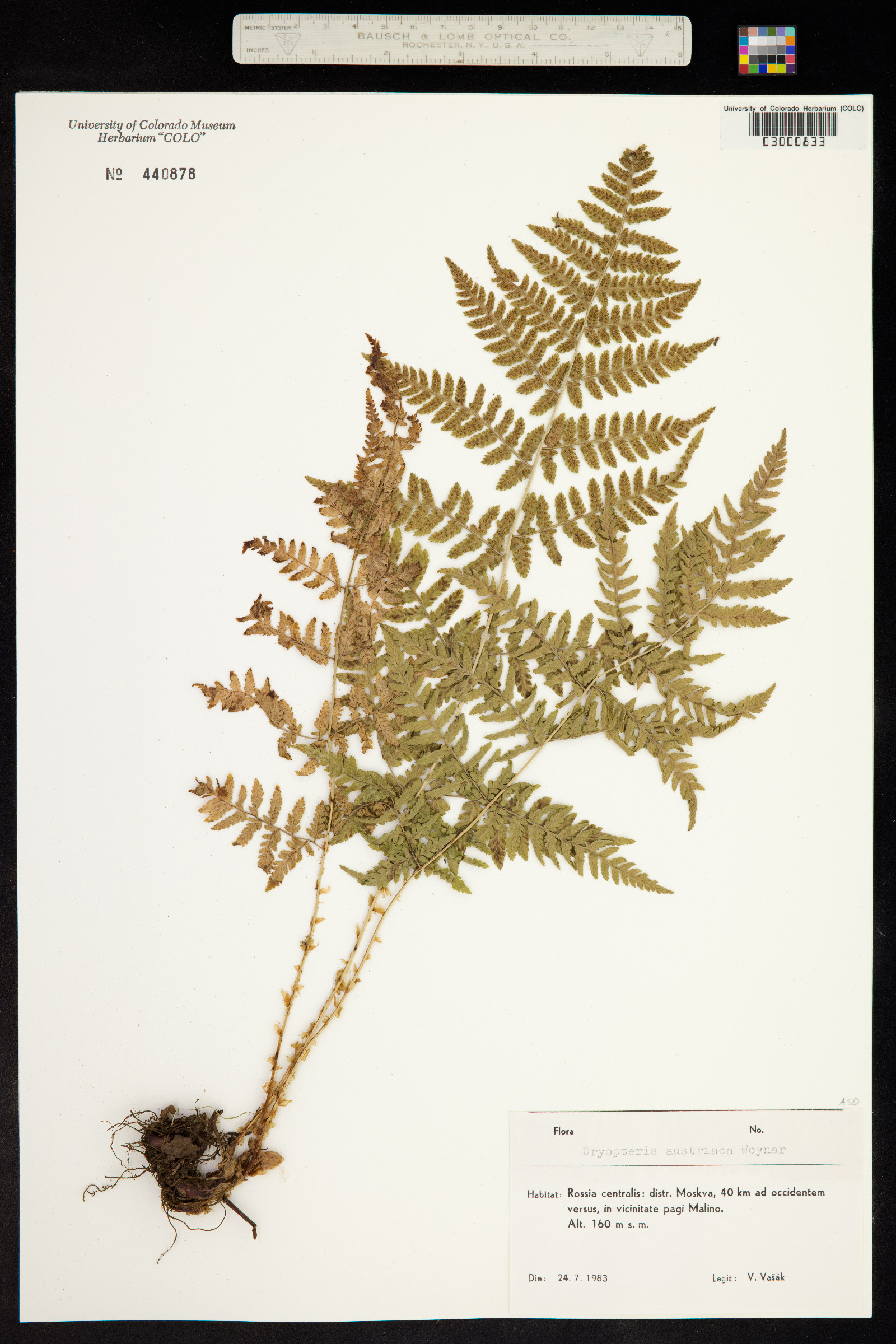 Dryopteris campyloptera image