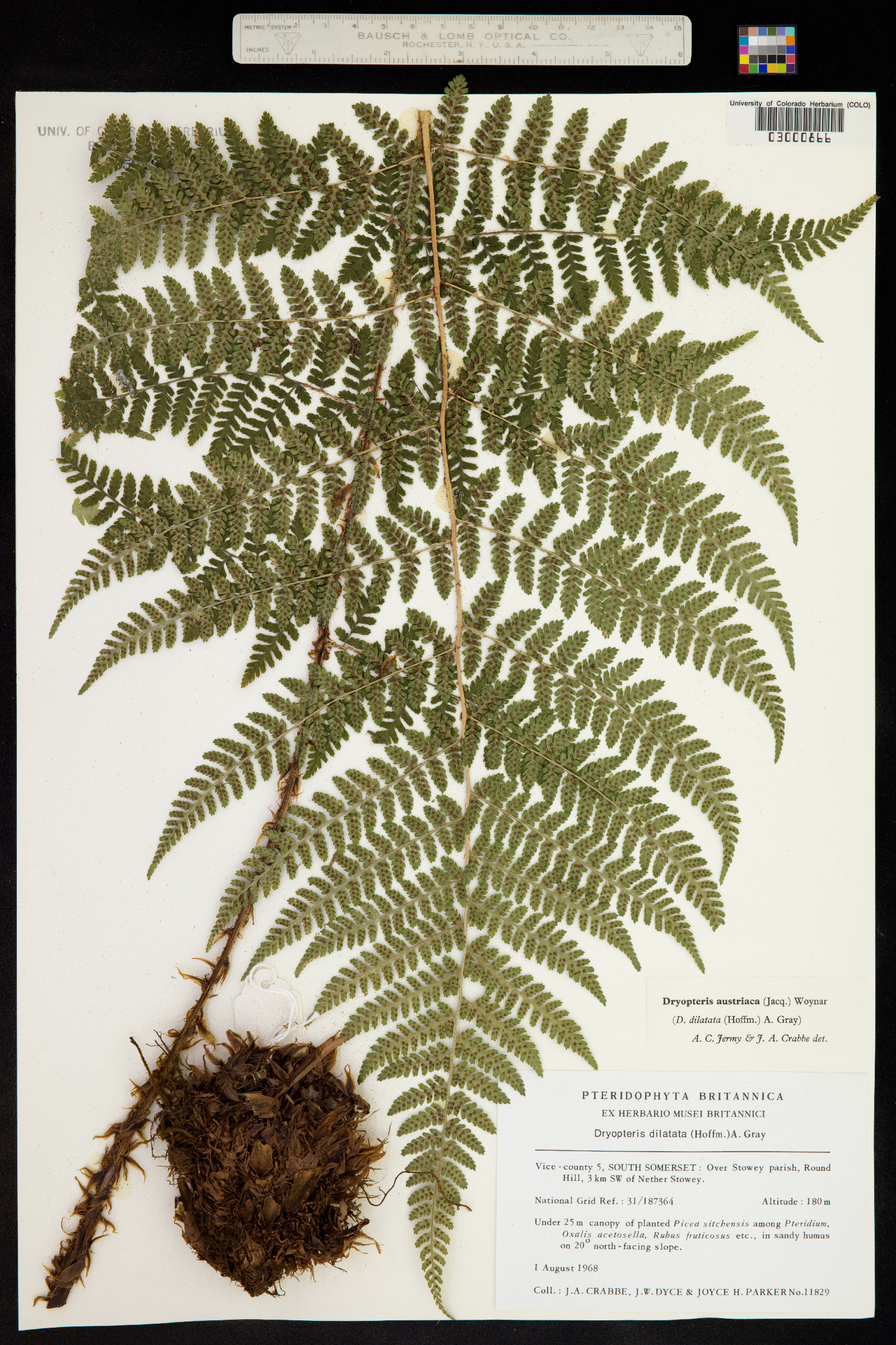 Dryopteris campyloptera image