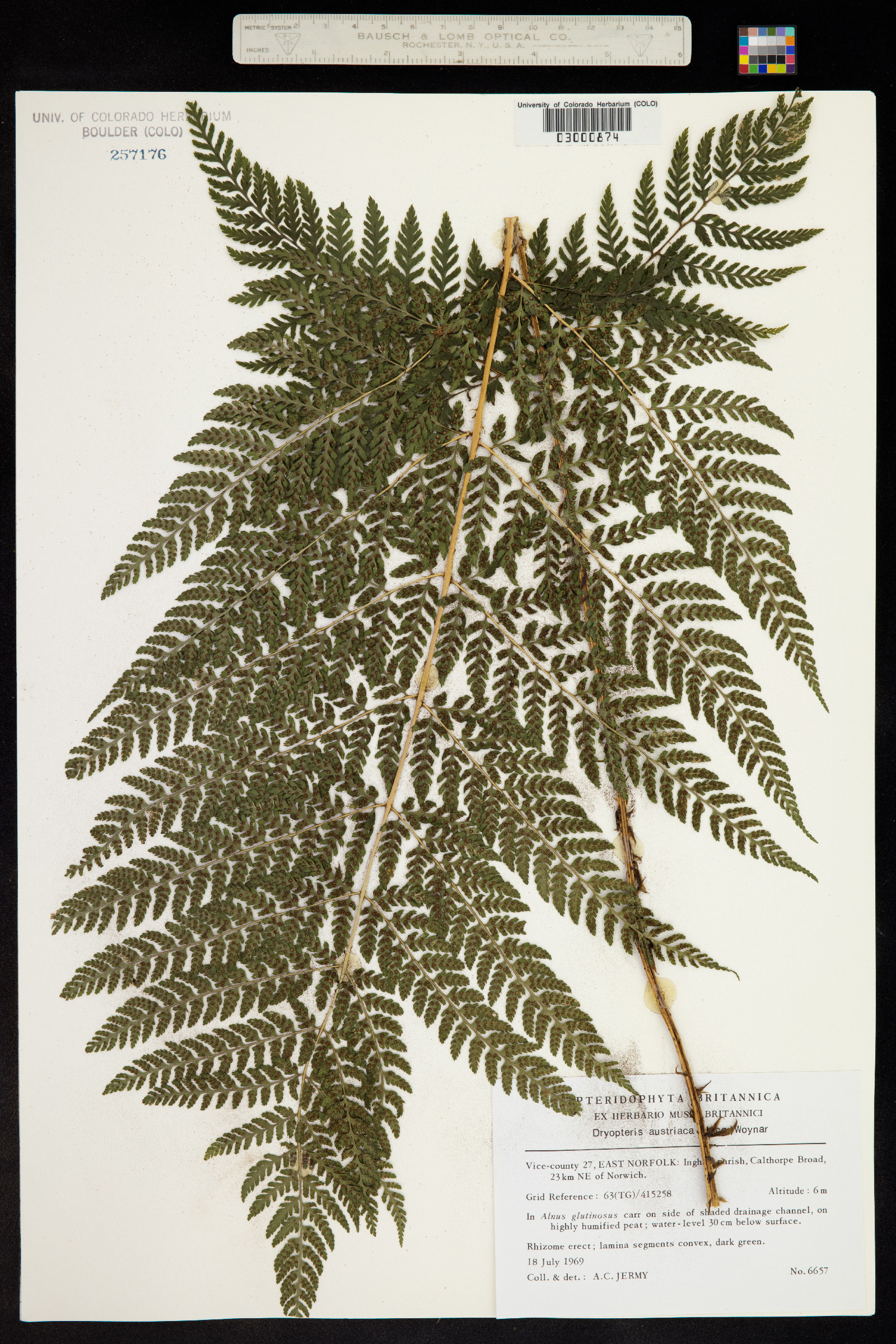 Dryopteris campyloptera image
