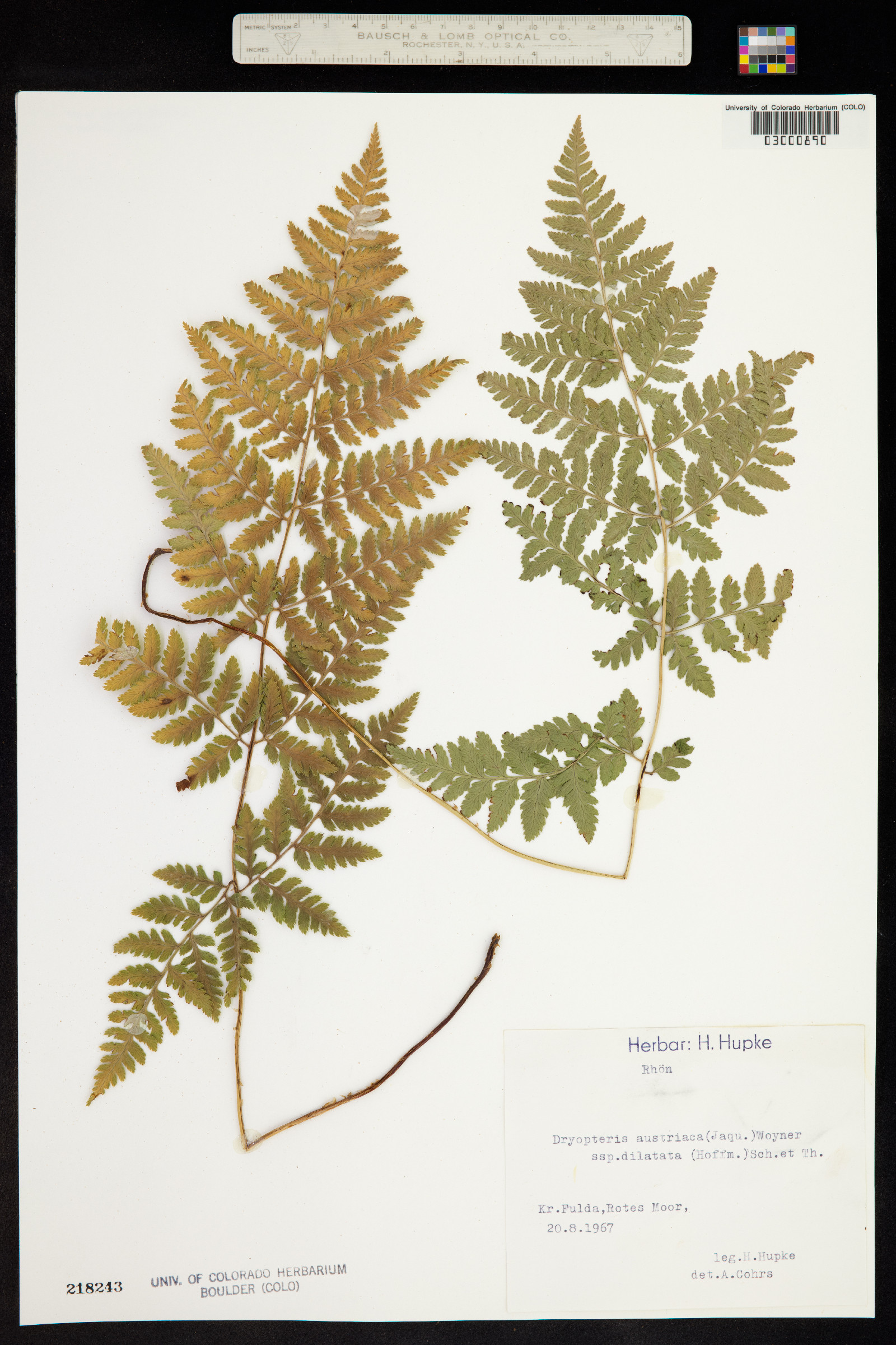 Dryopteris campyloptera image