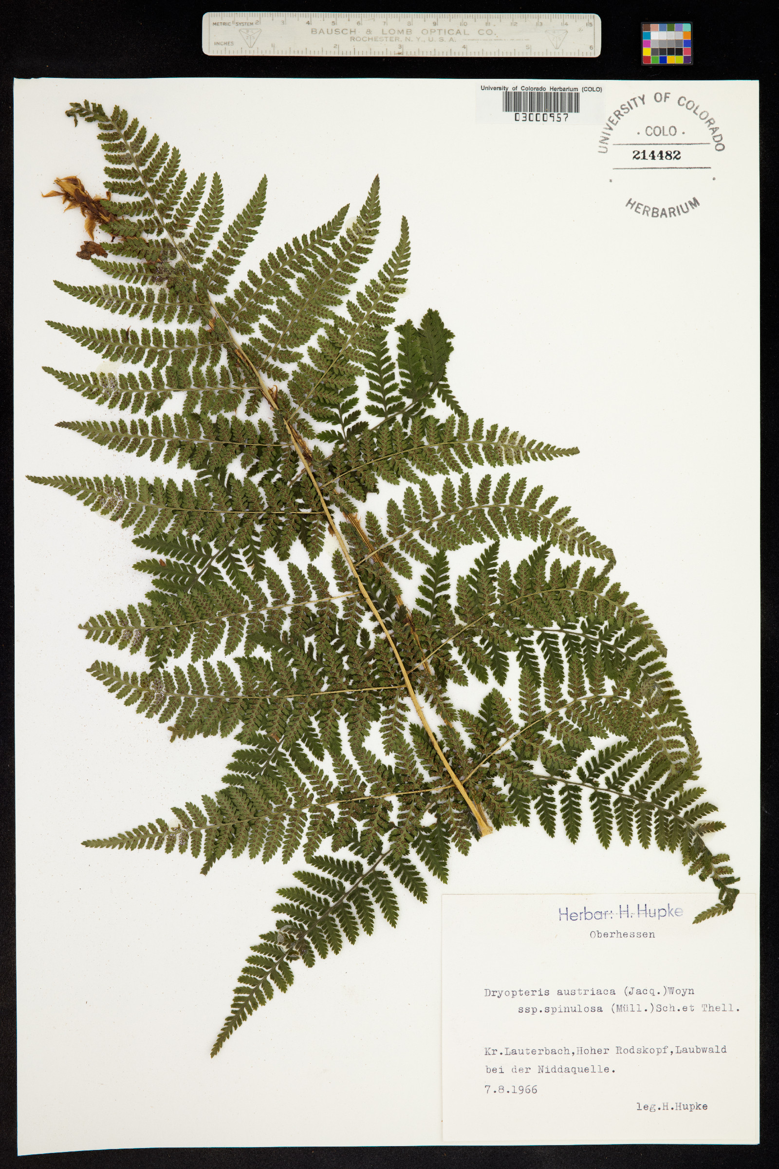 Dryopteris campyloptera image