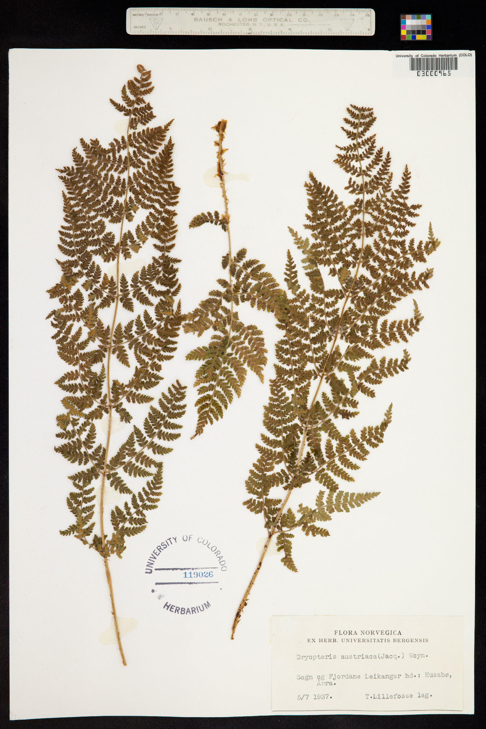 Dryopteris campyloptera image