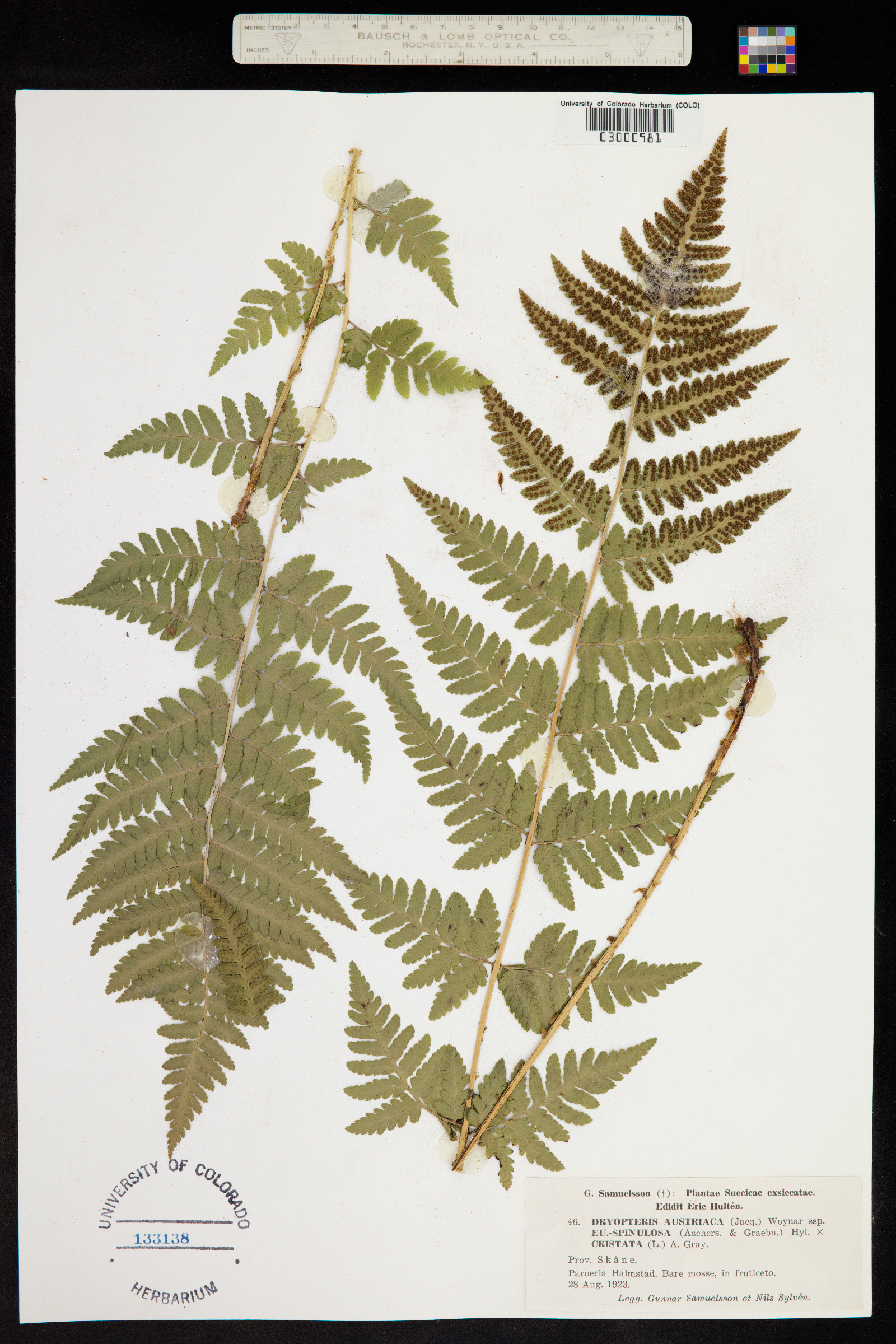 Dryopteris campyloptera image