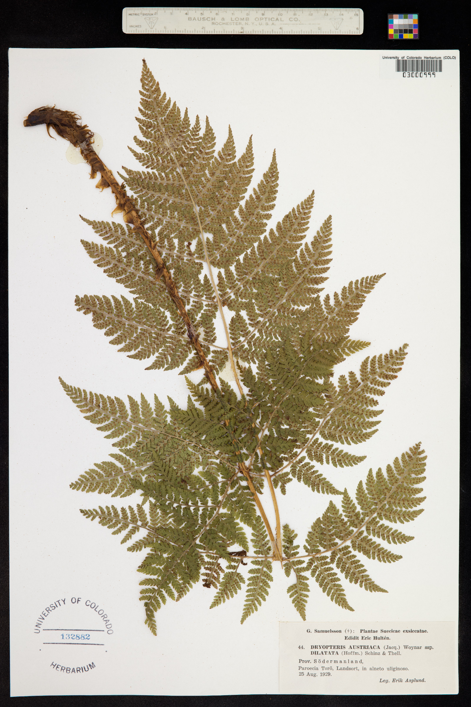 Dryopteris image