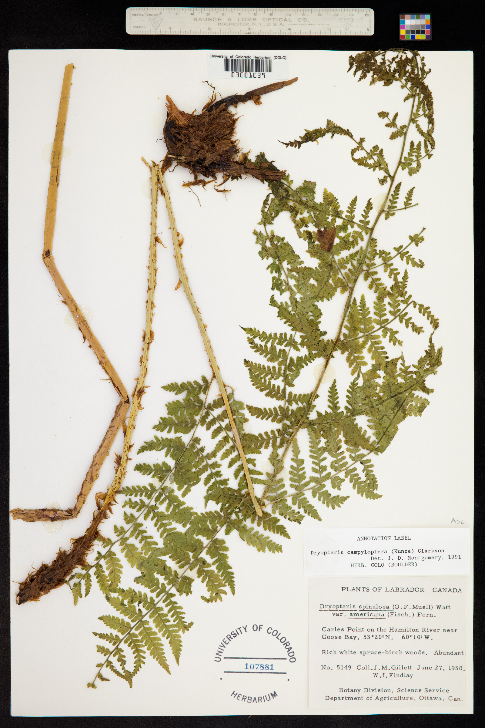 Dryopteris campyloptera image