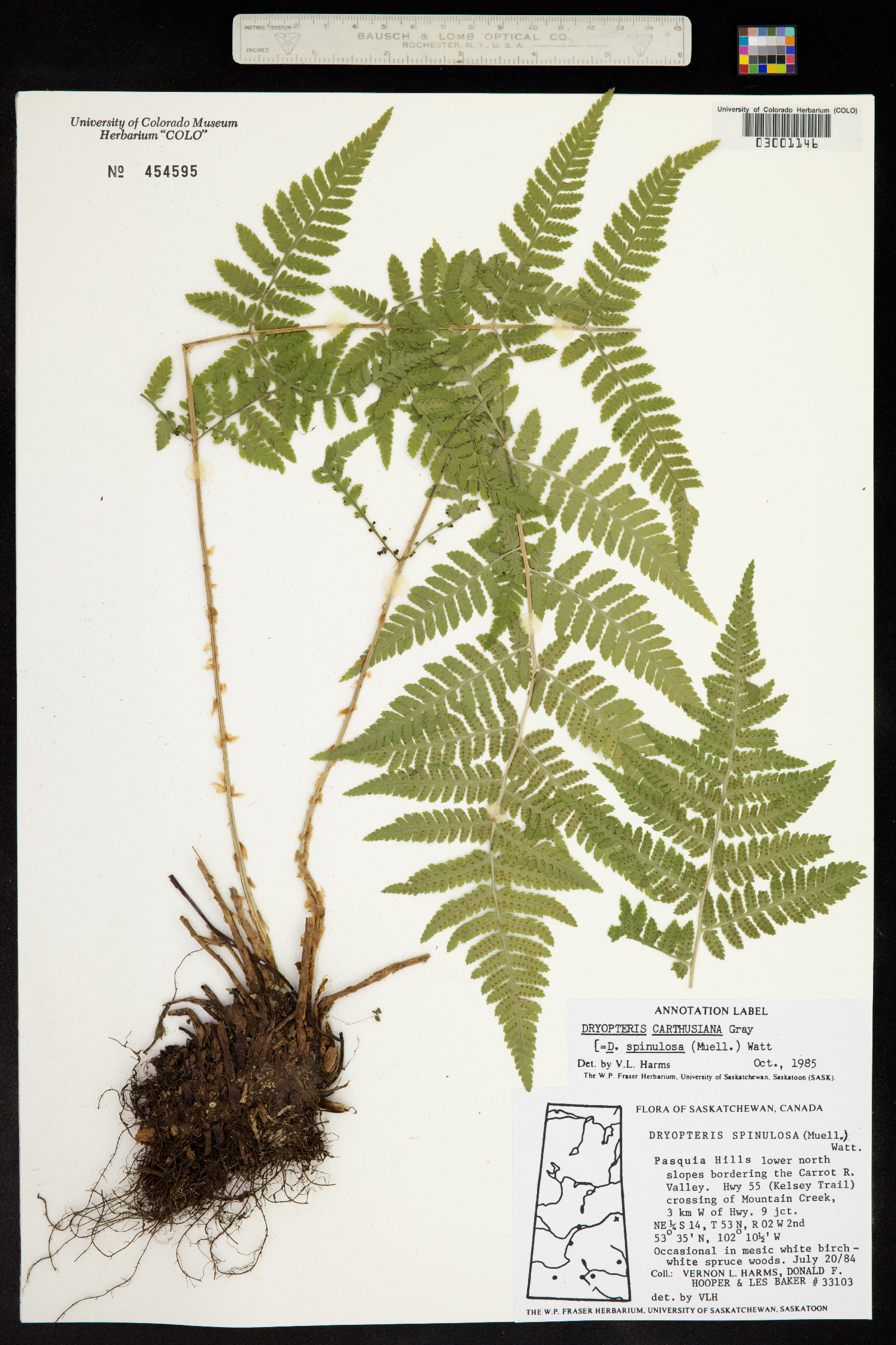 Dryopteris carthusiana image