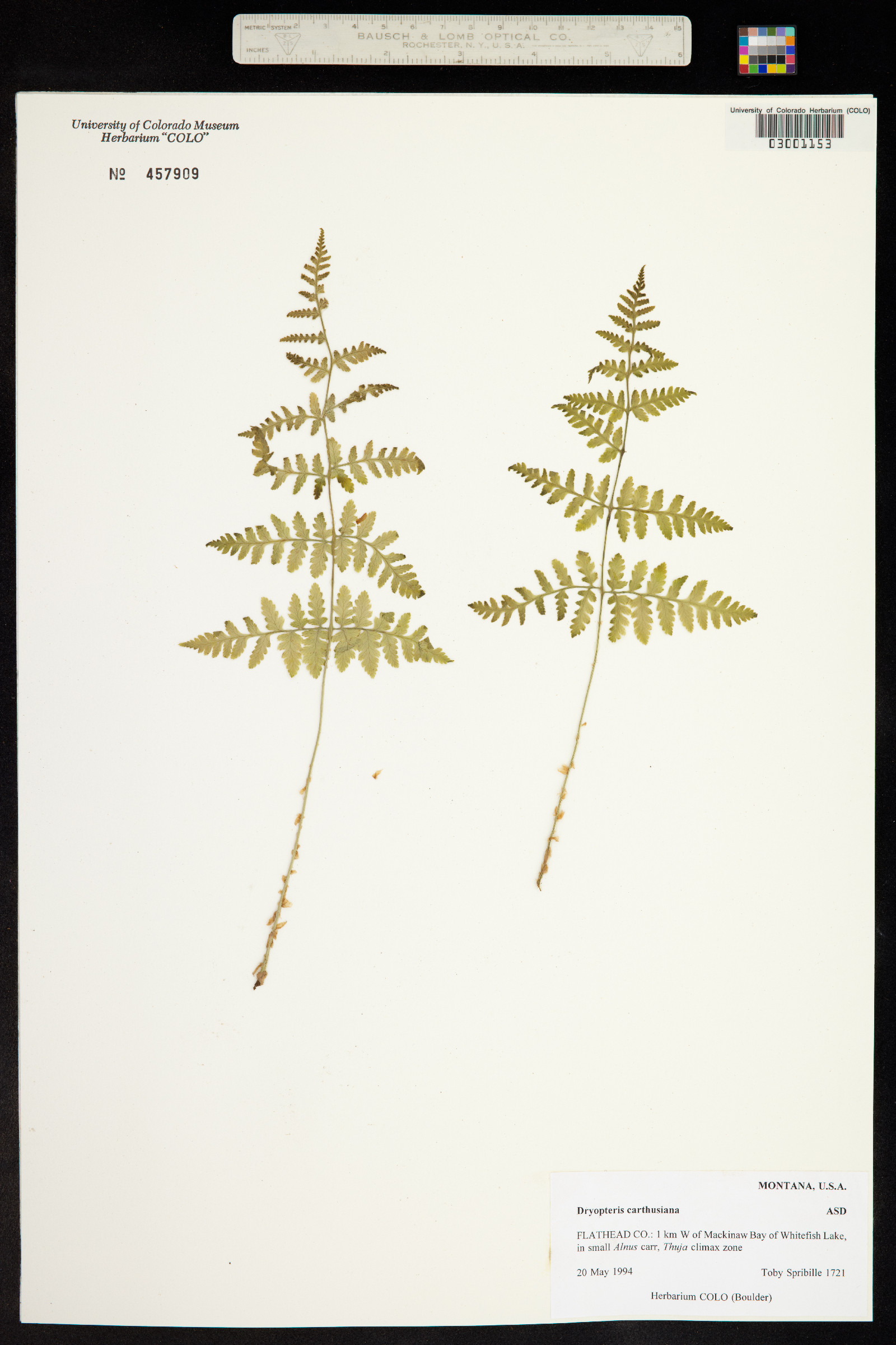 Dryopteris carthusiana image