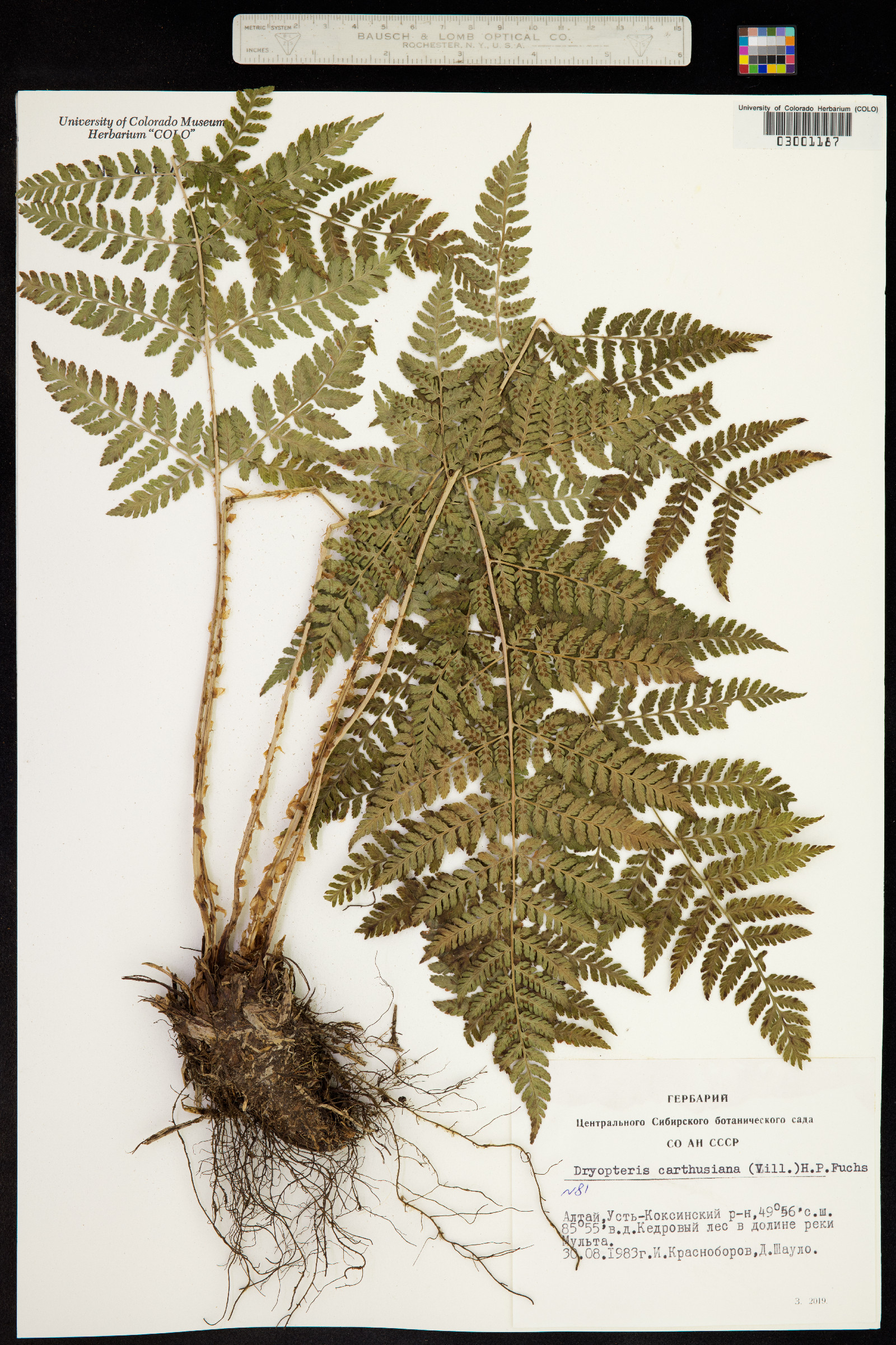 Dryopteris carthusiana image