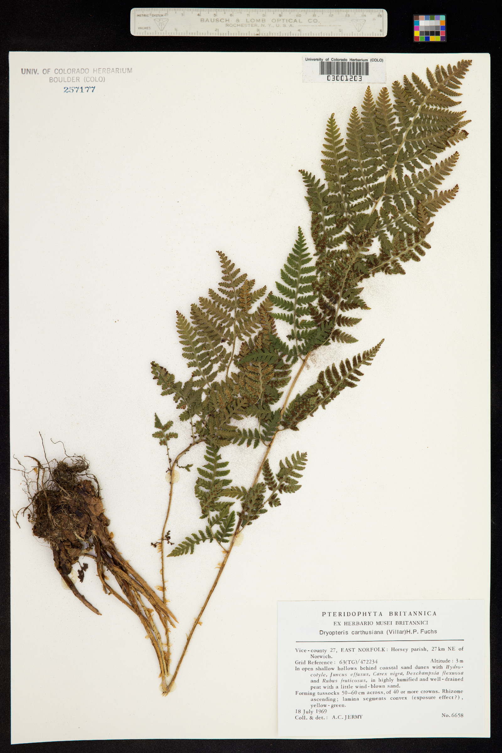 Dryopteris carthusiana image