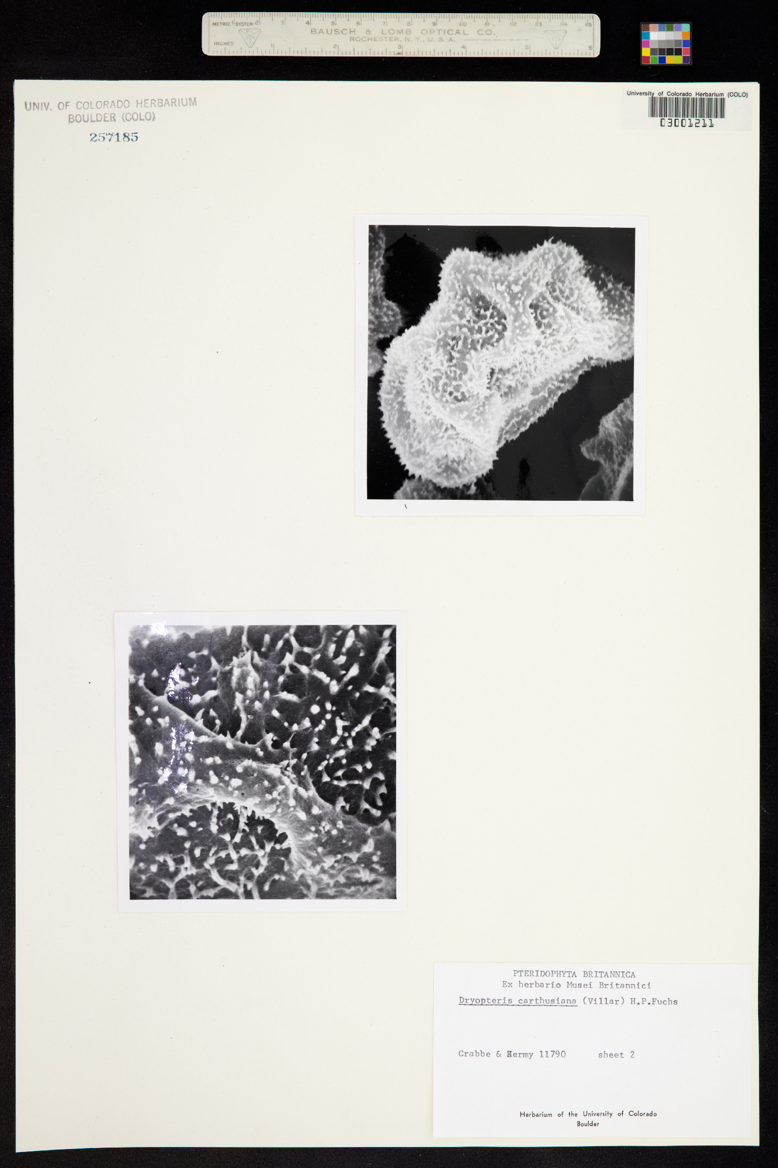 Dryopteris carthusiana image