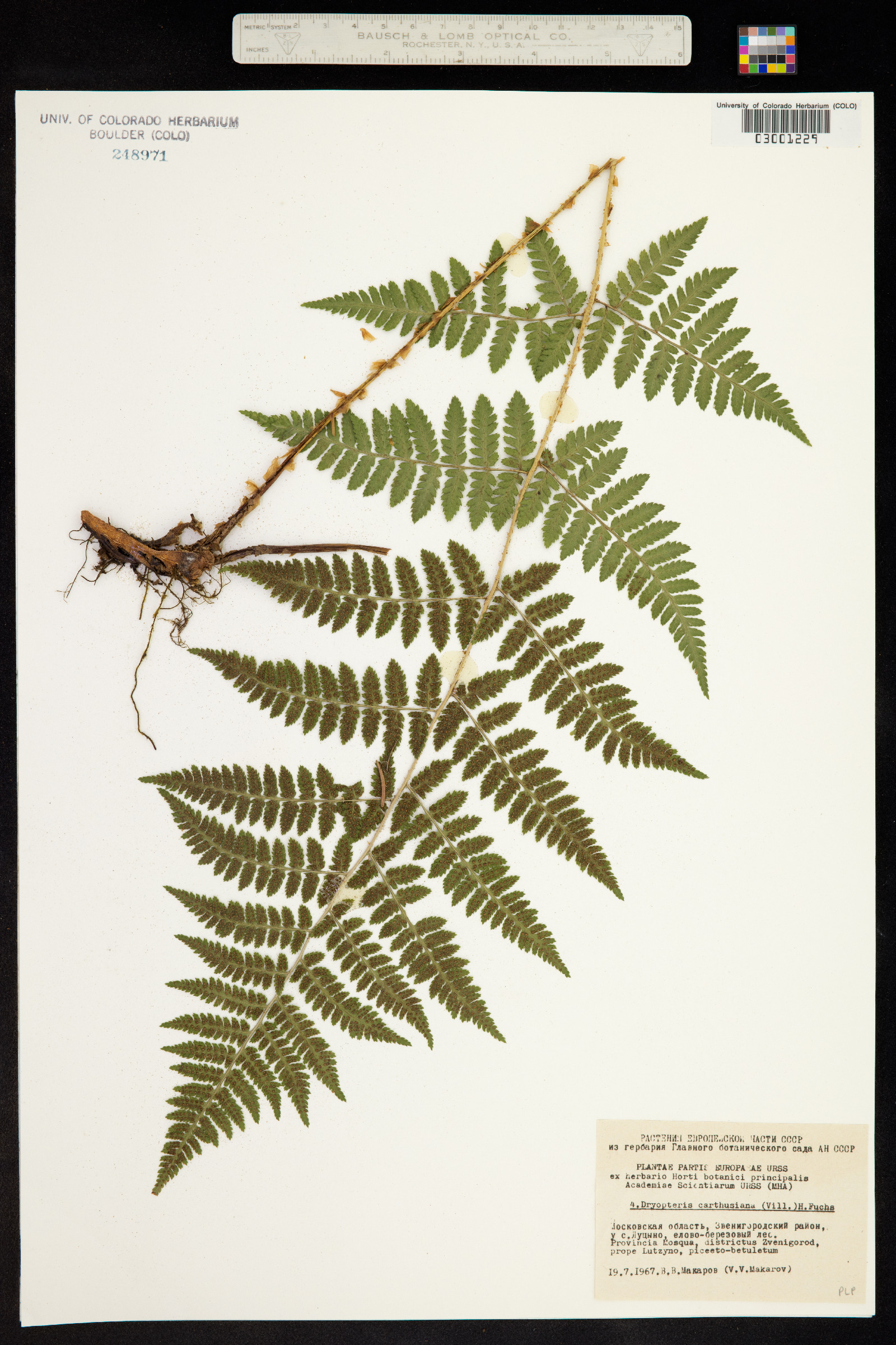 Dryopteris carthusiana image