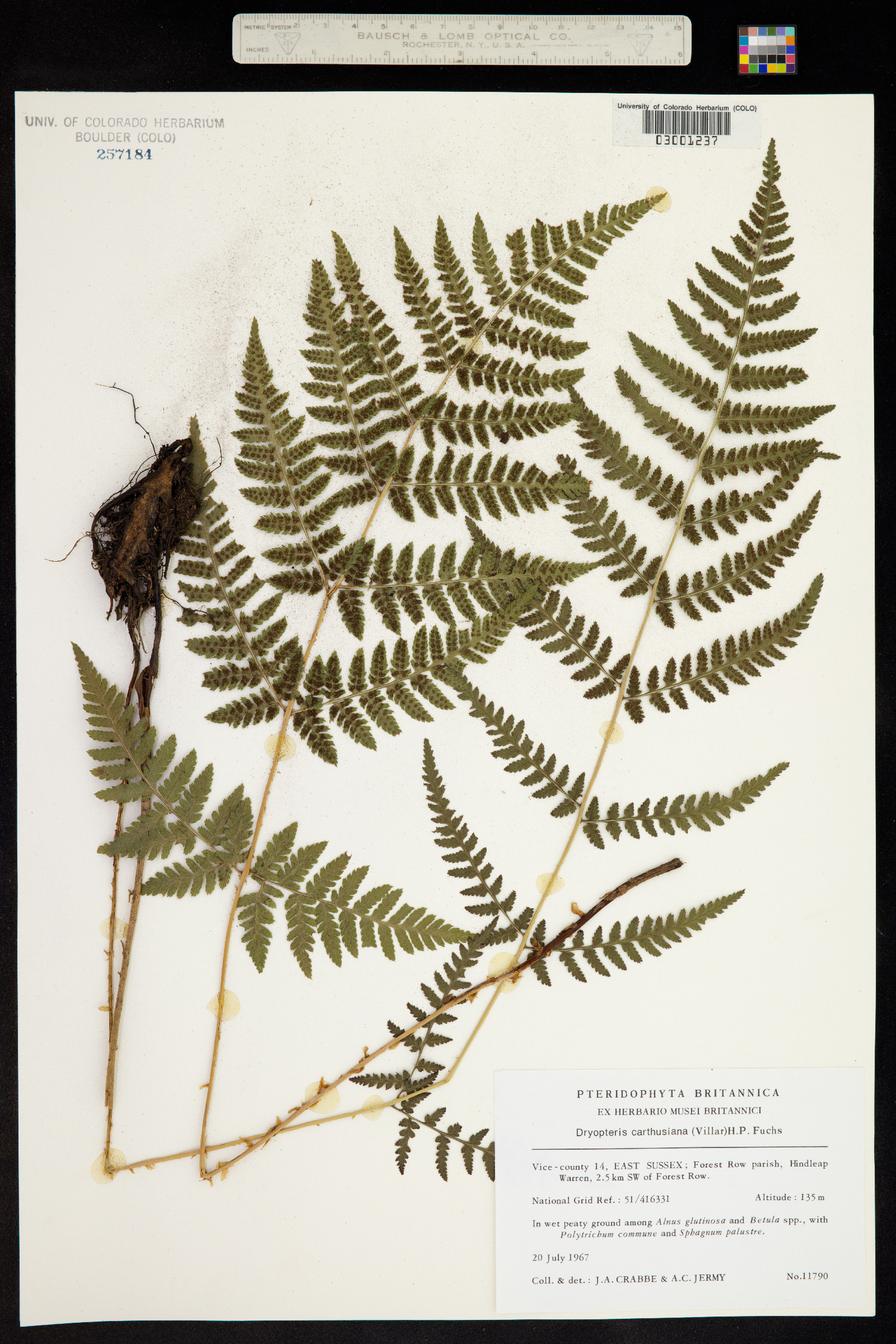 Dryopteris carthusiana image