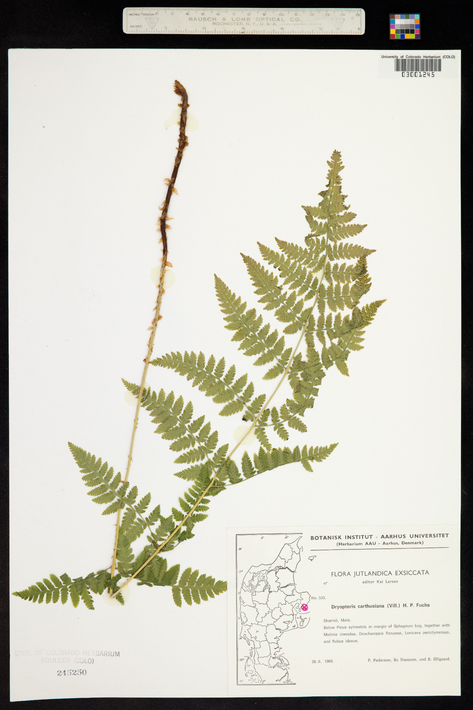 Dryopteris carthusiana image