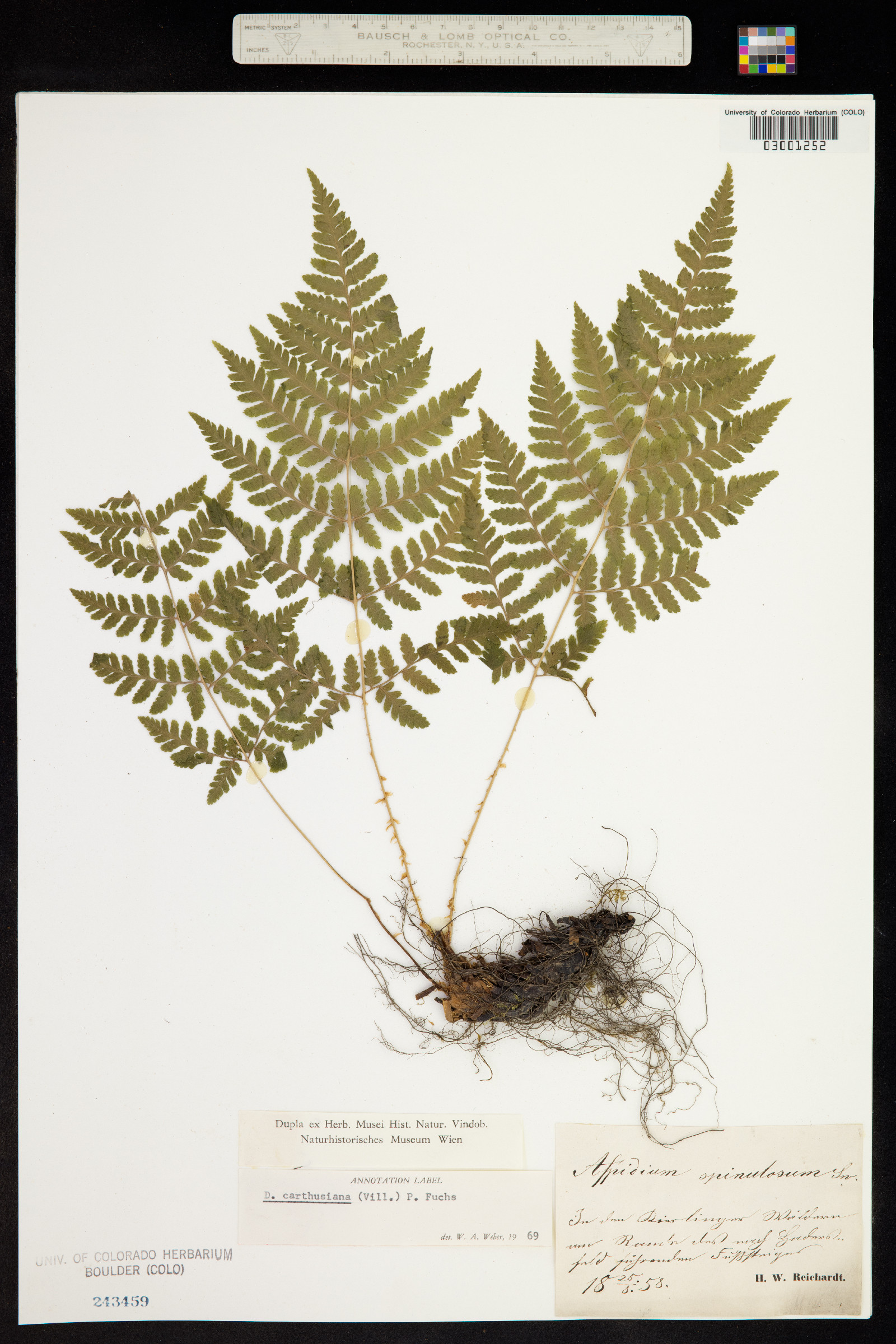 Dryopteris carthusiana image