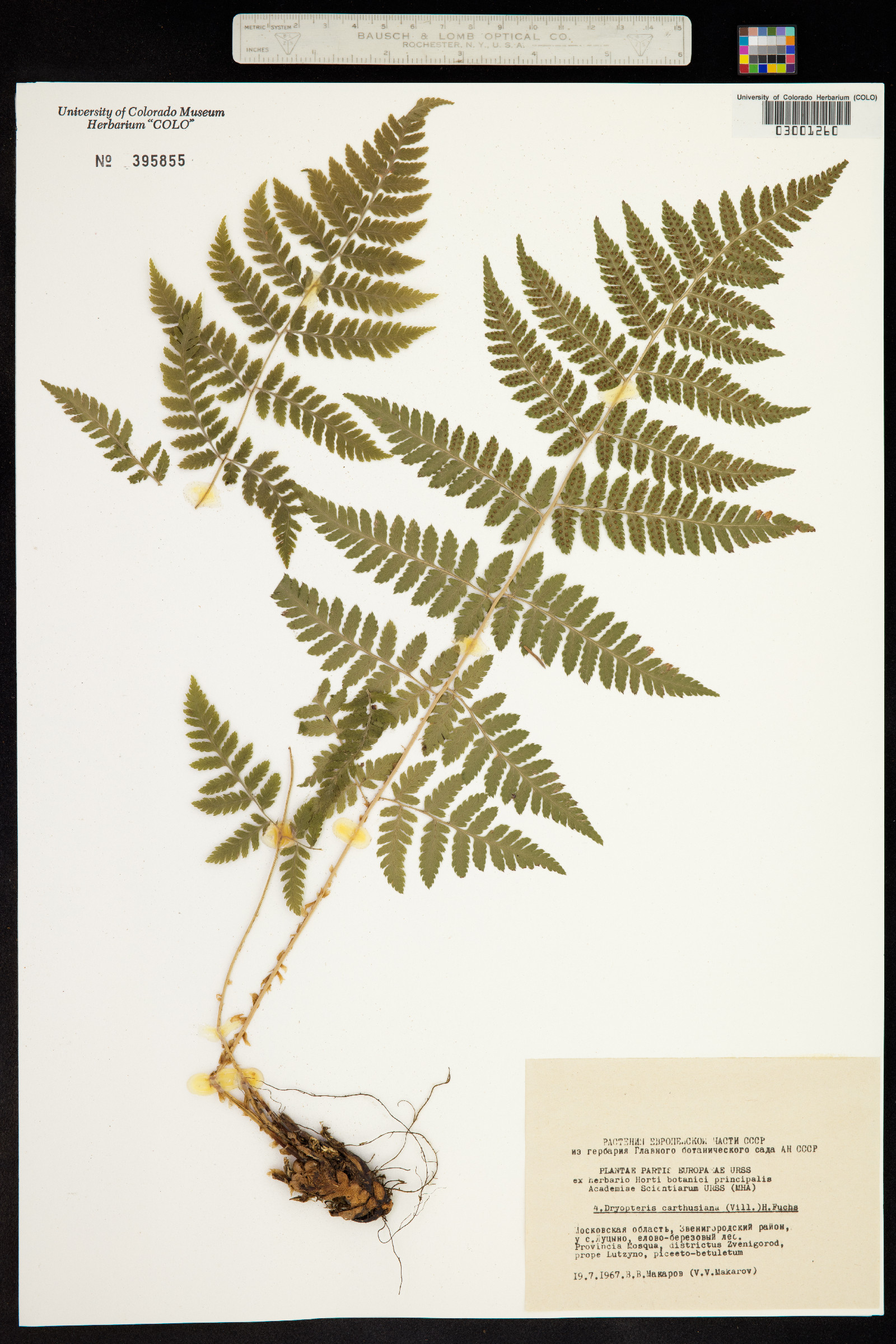 Dryopteris carthusiana image