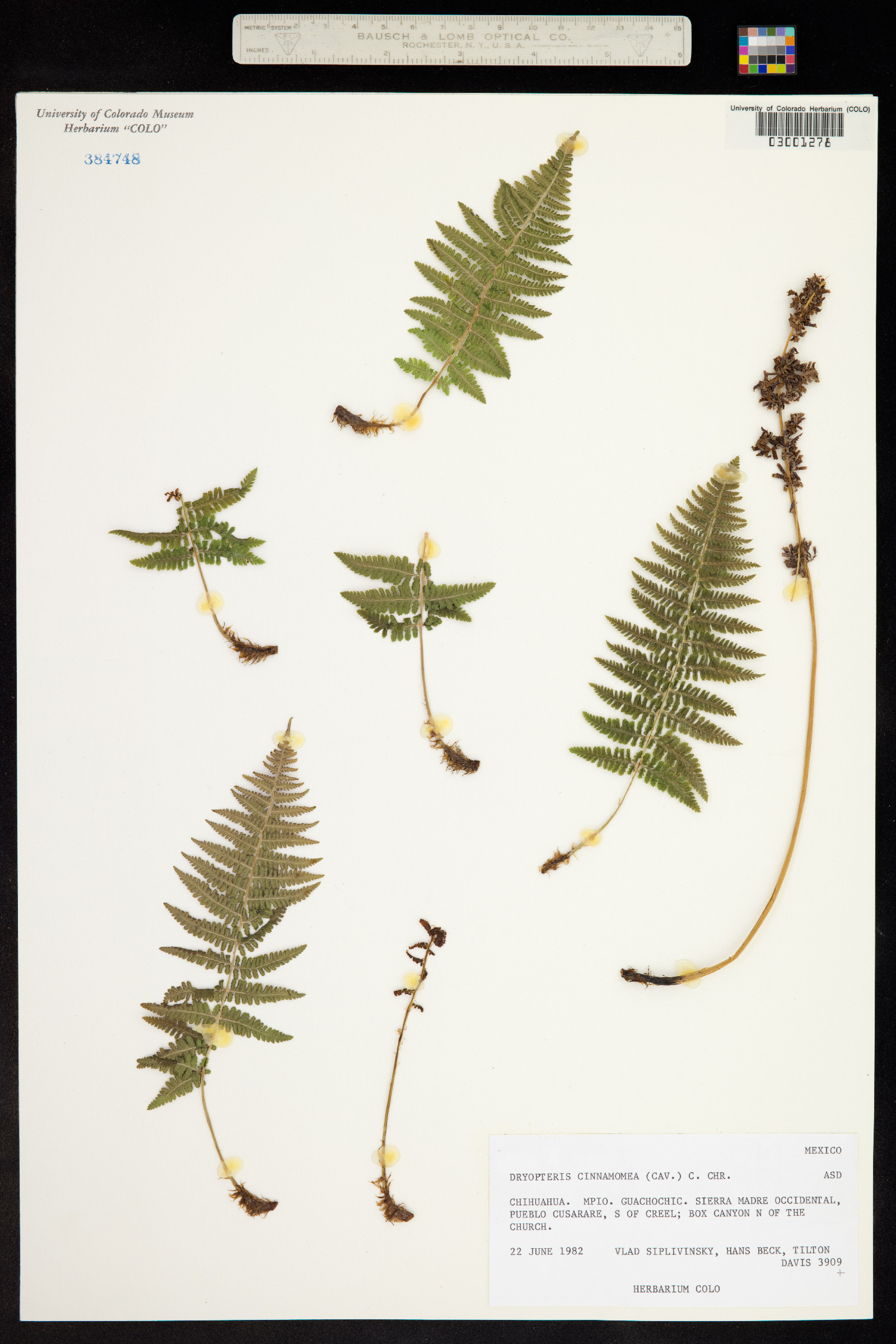 Dryopteris cinnamomea image