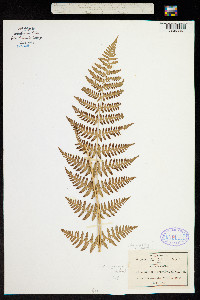 Image of Dryopteris cinnamomea