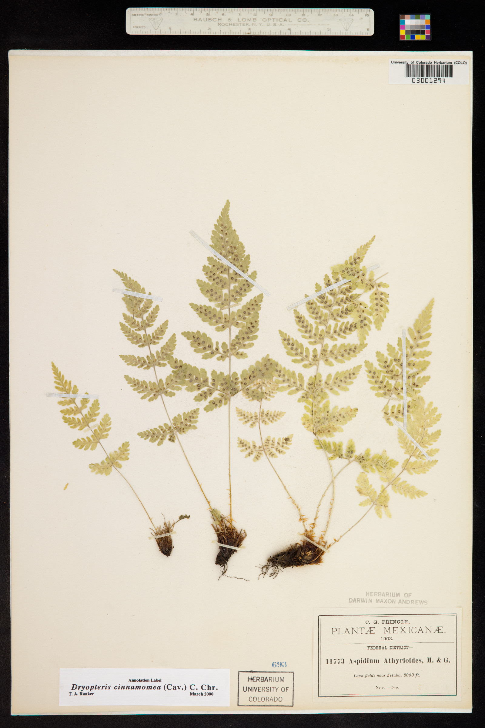 Dryopteris cinnamomea image