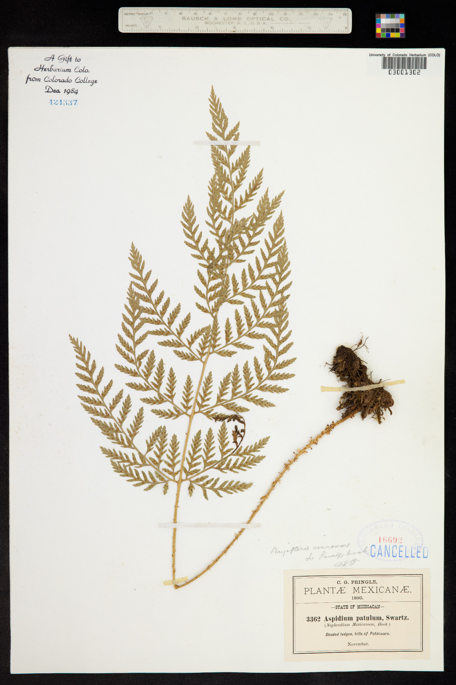 Dryopteris cinnamomea image