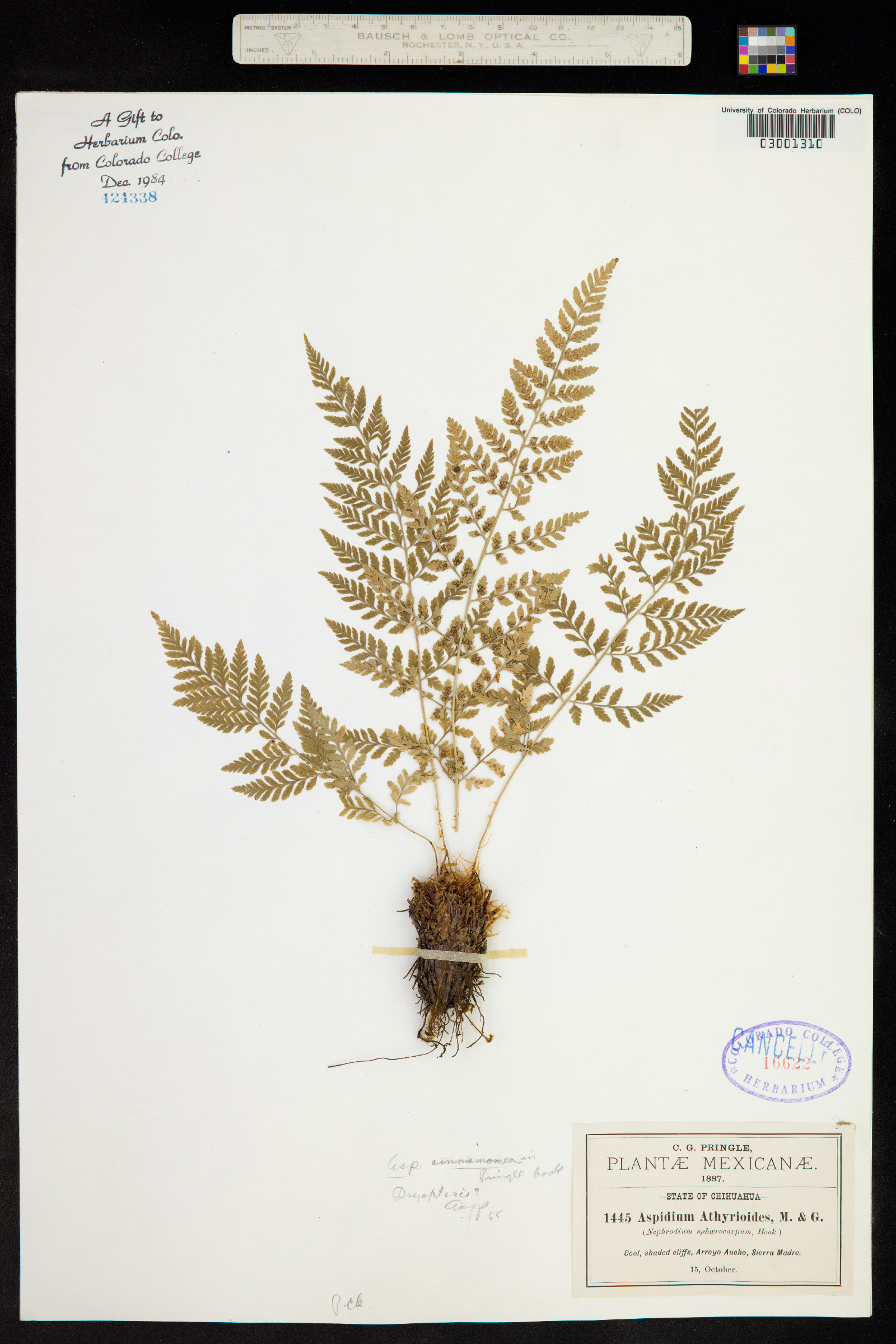 Dryopteris cinnamomea image