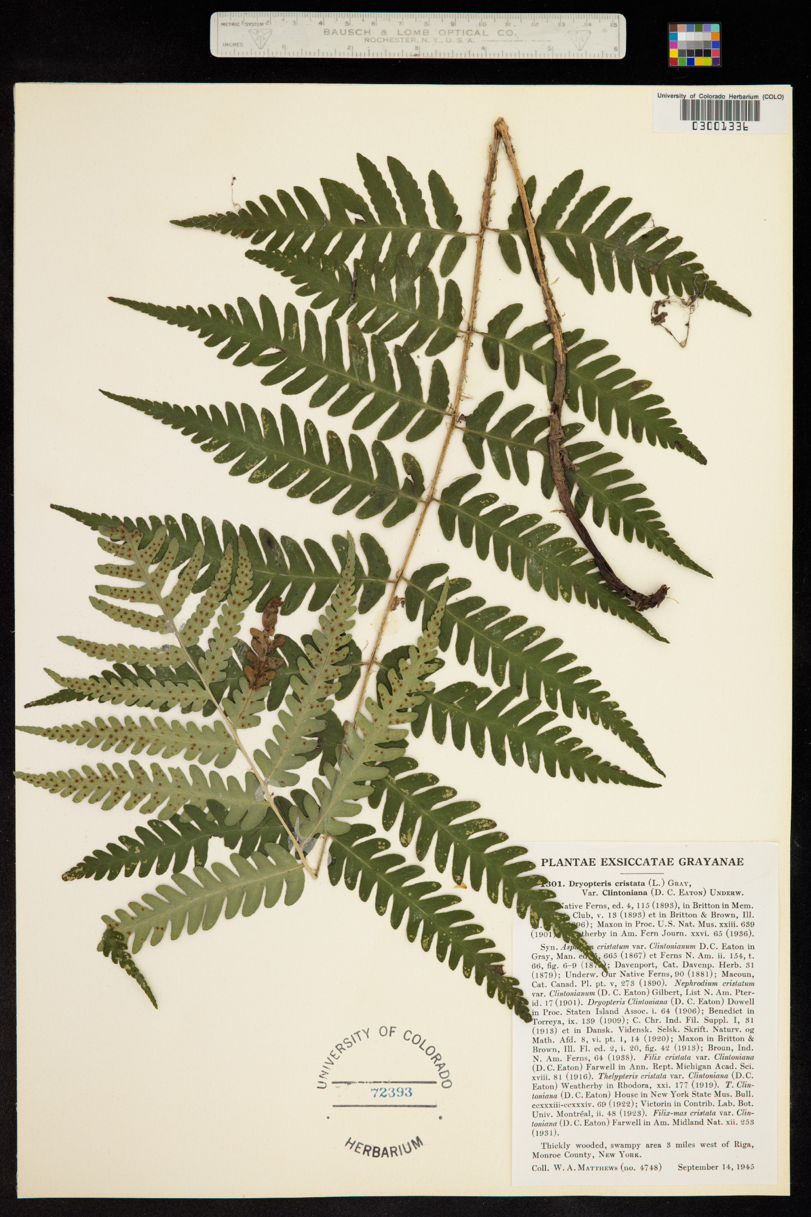 Dryopteris cristata image