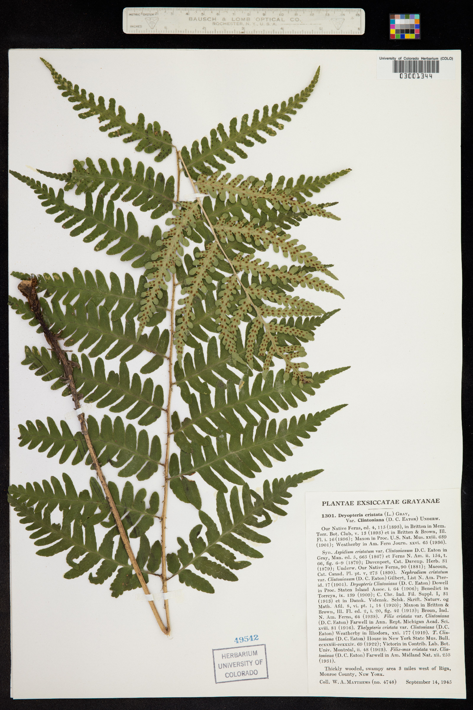 Dryopteris cristata image