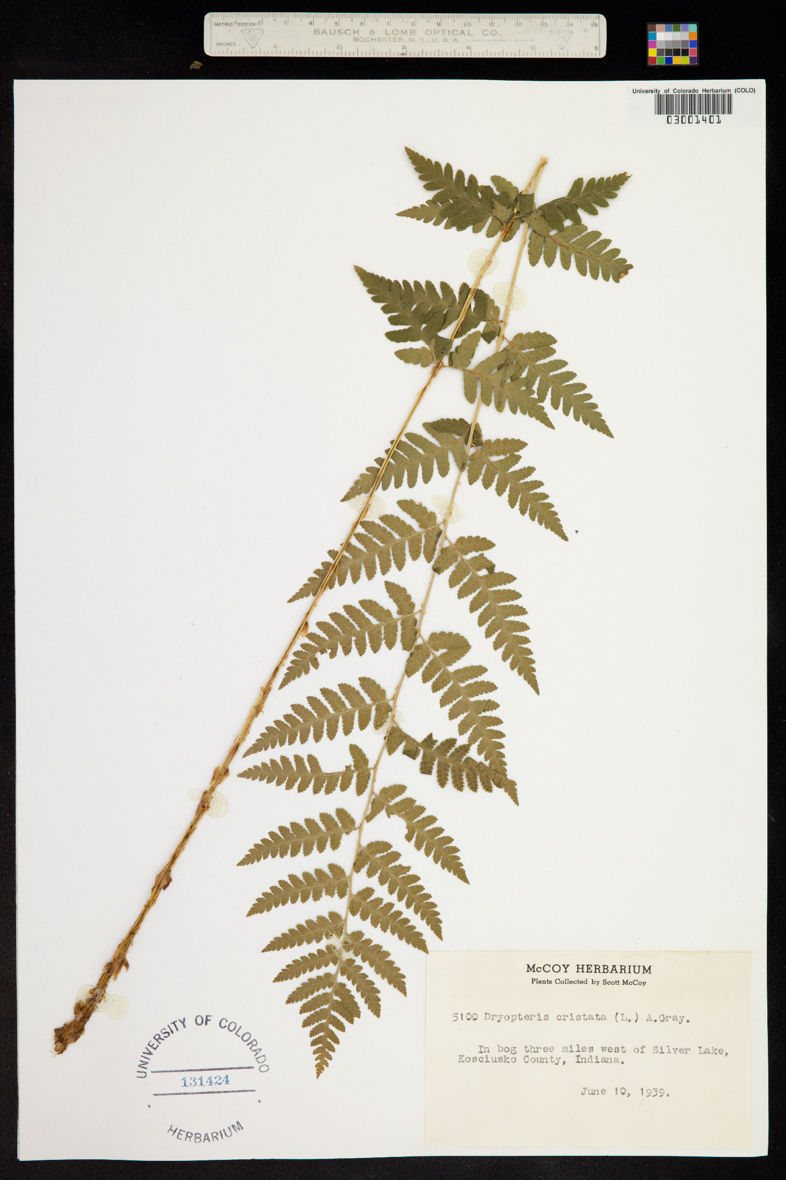 Dryopteris cristata image