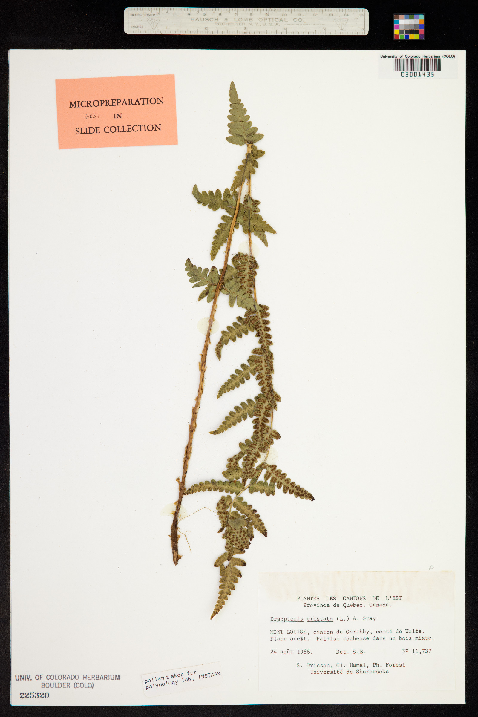 Dryopteris cristata image