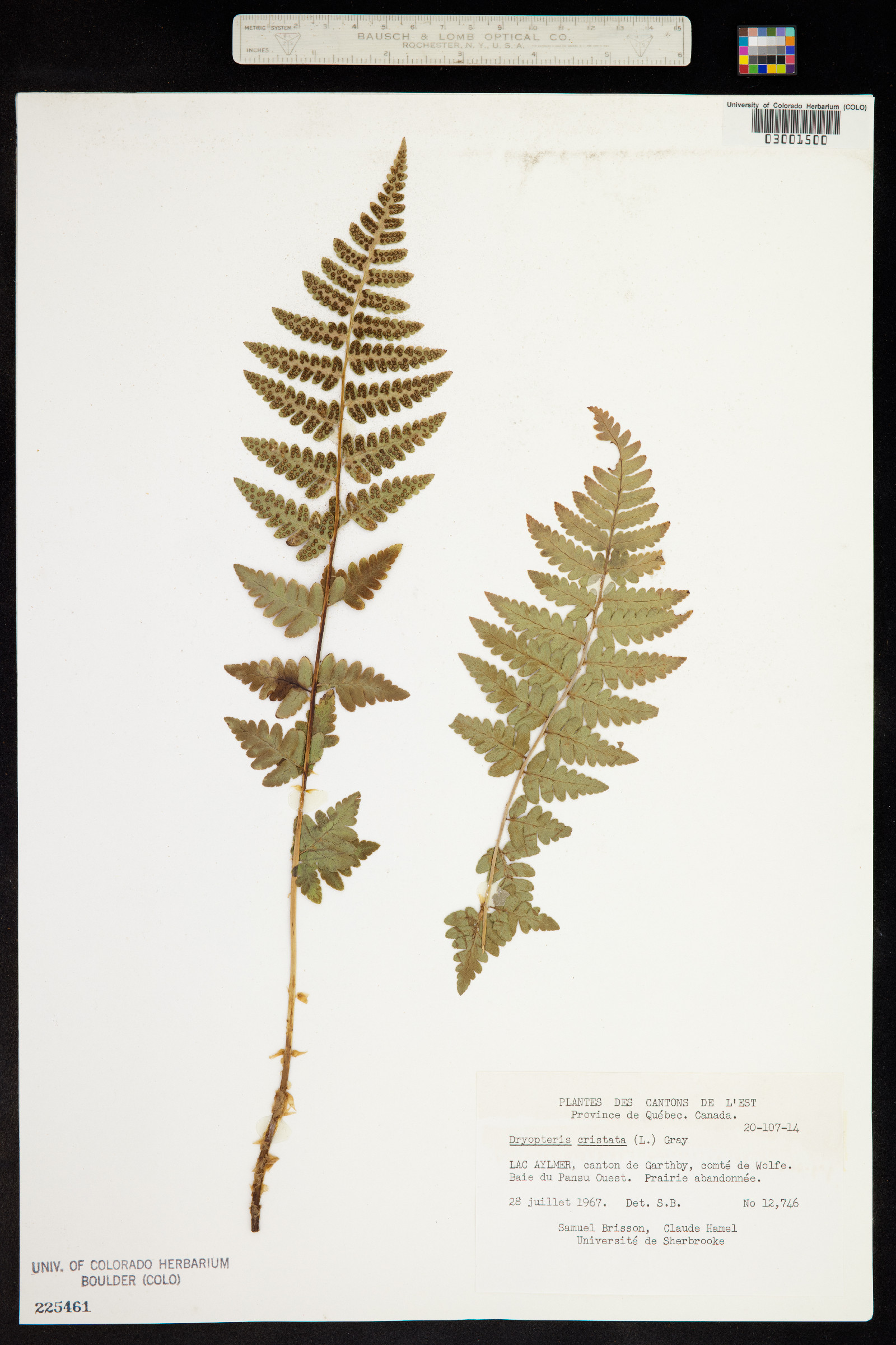 Dryopteris cristata image