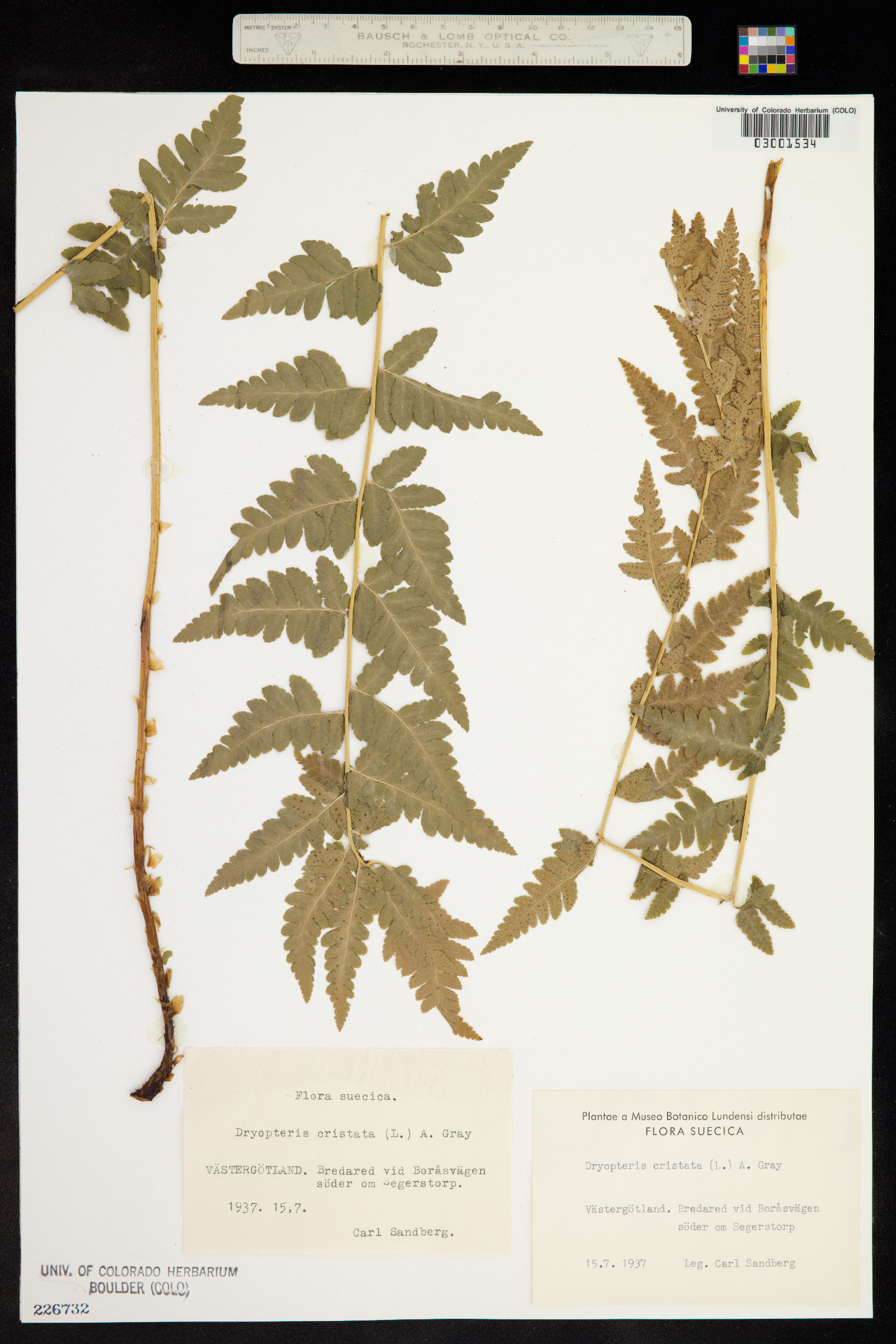 Dryopteris image