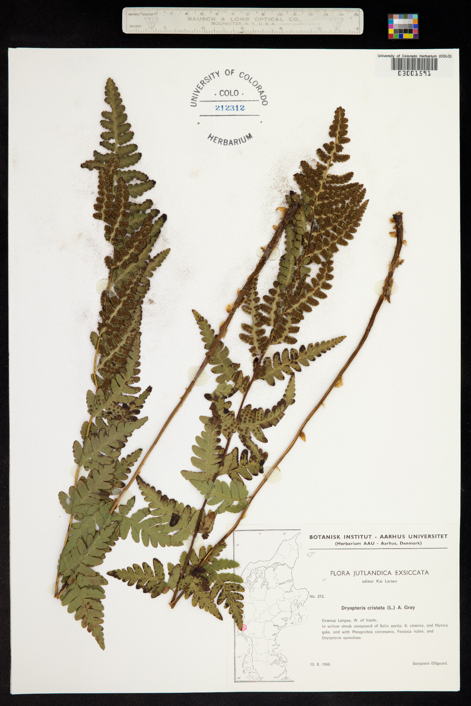 Dryopteris cristata image