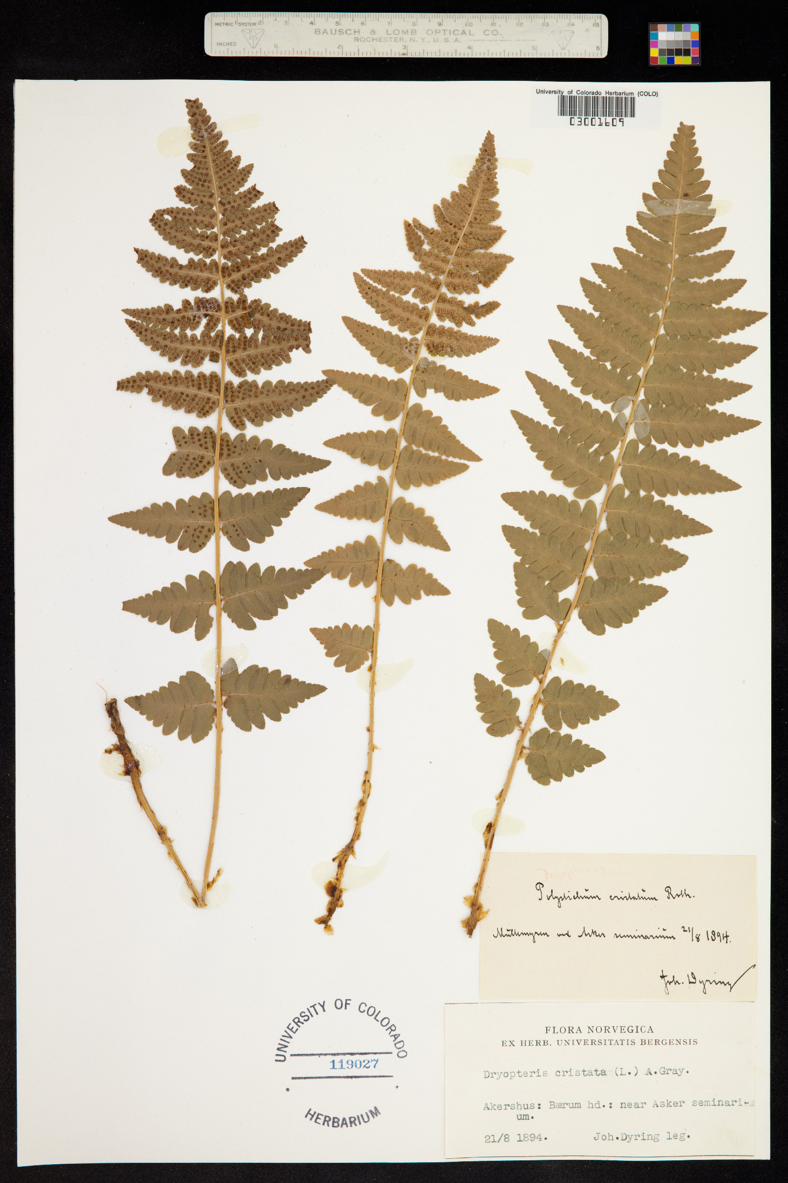 Dryopteris cristata image