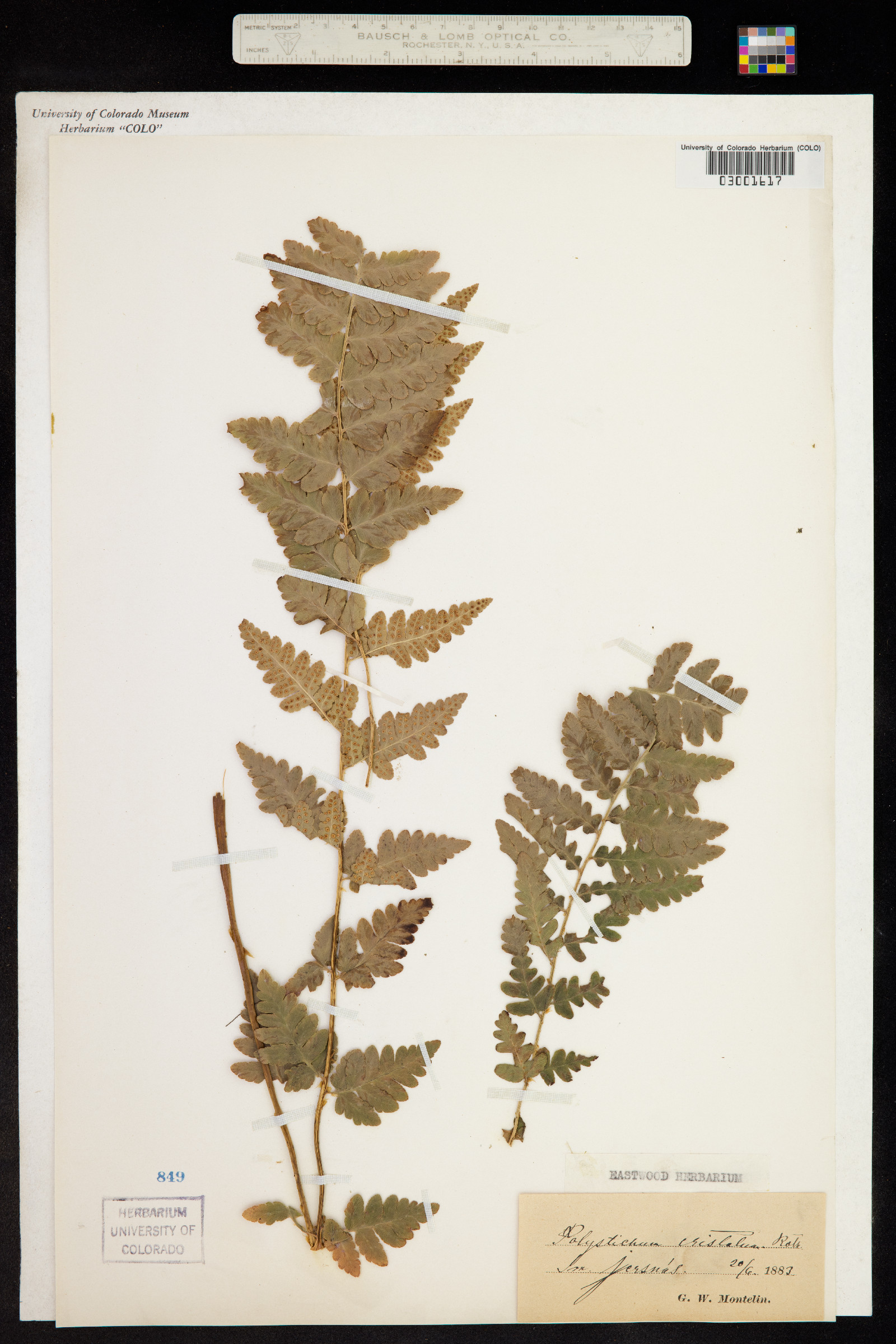 Dryopteris cristata image