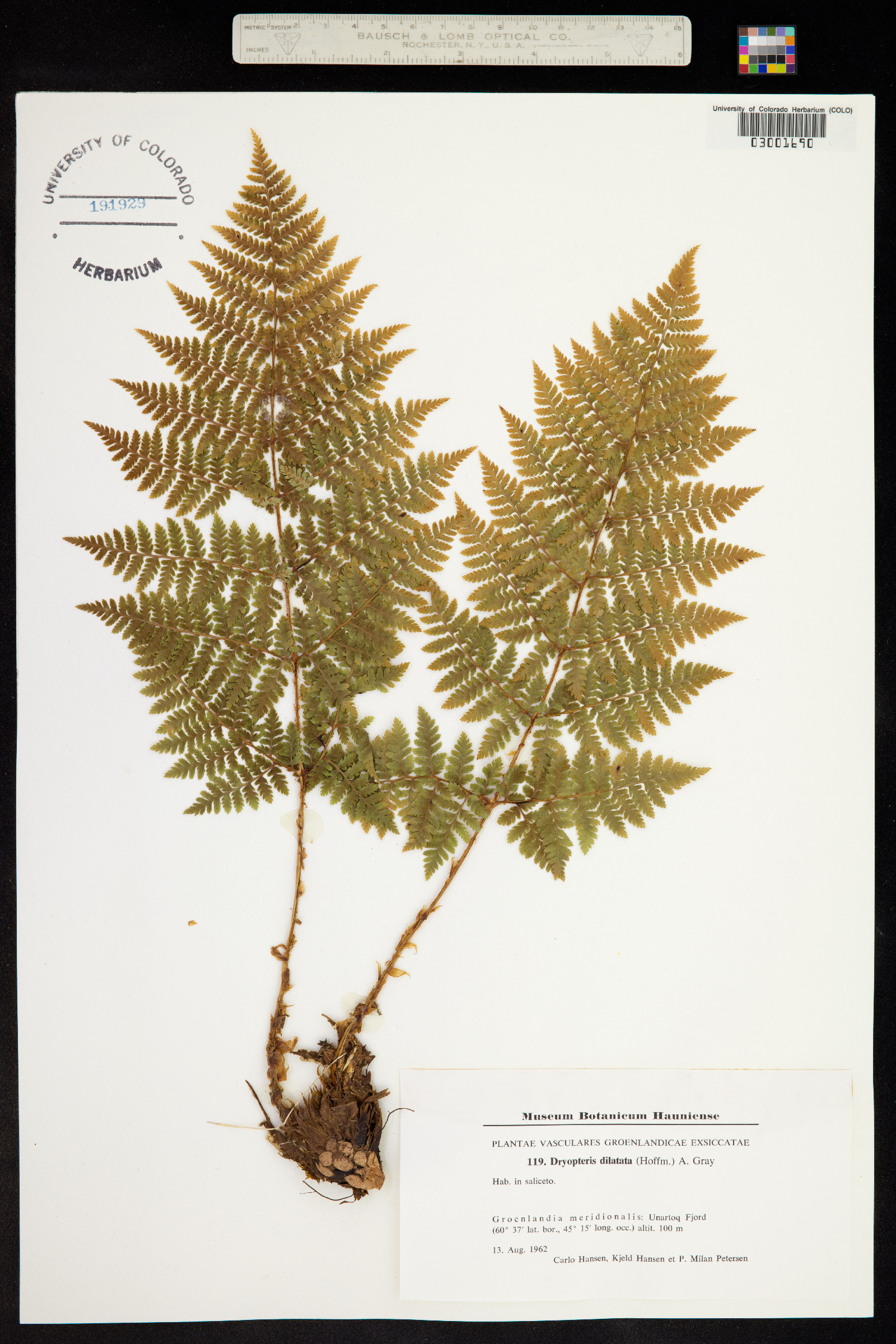 Dryopteris expansa image
