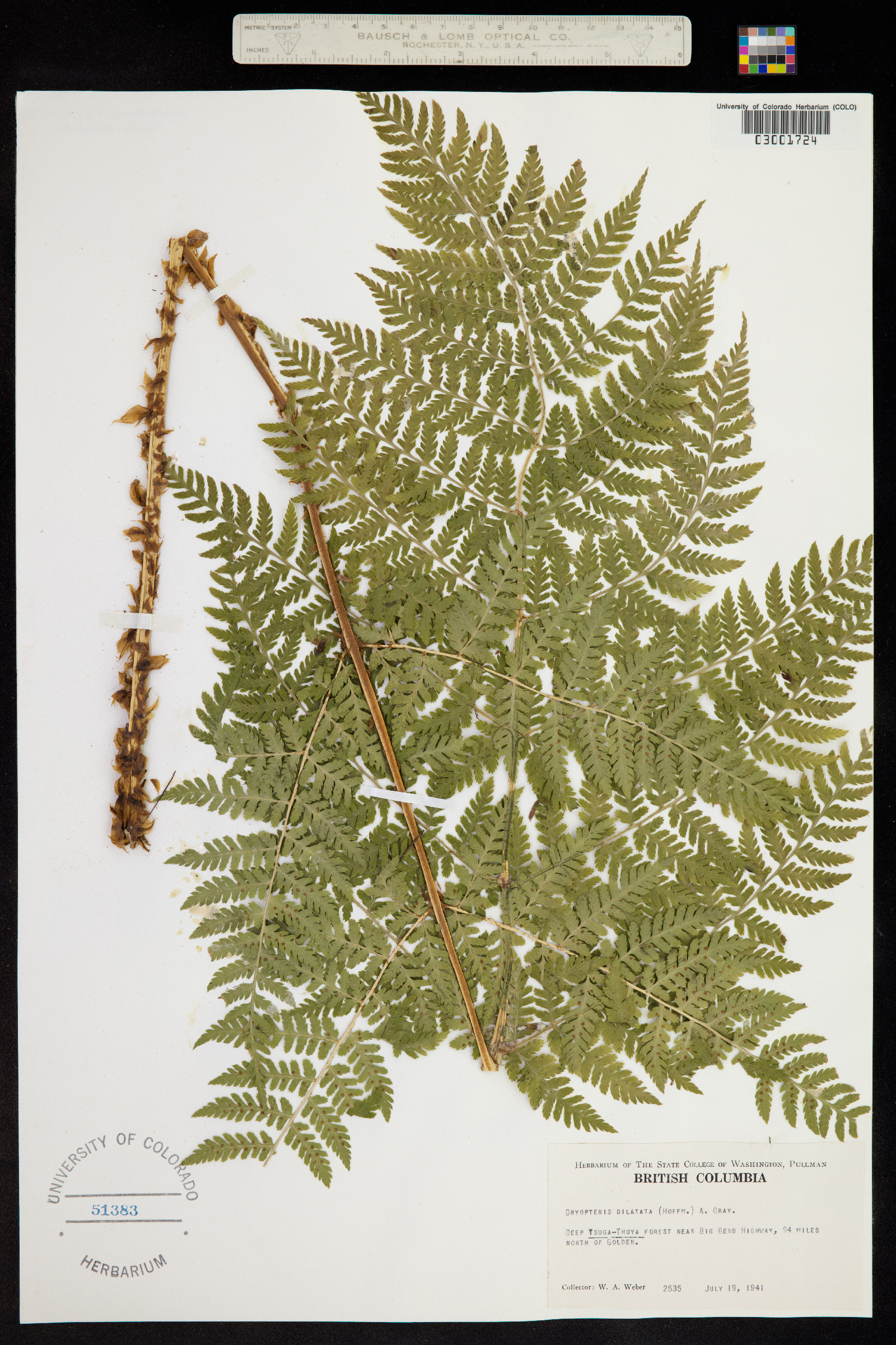 Dryopteris expansa image