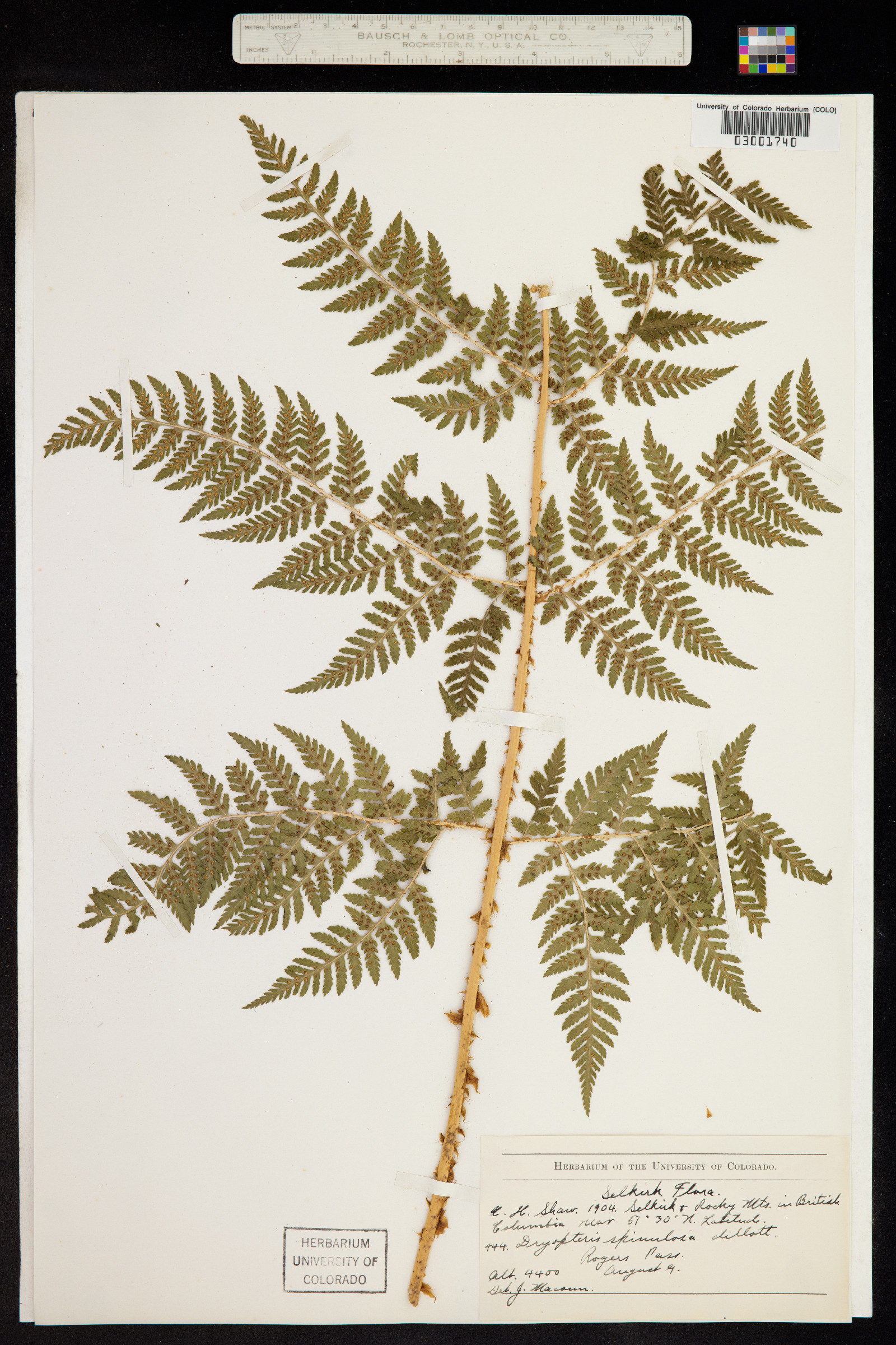 Dryopteris expansa image