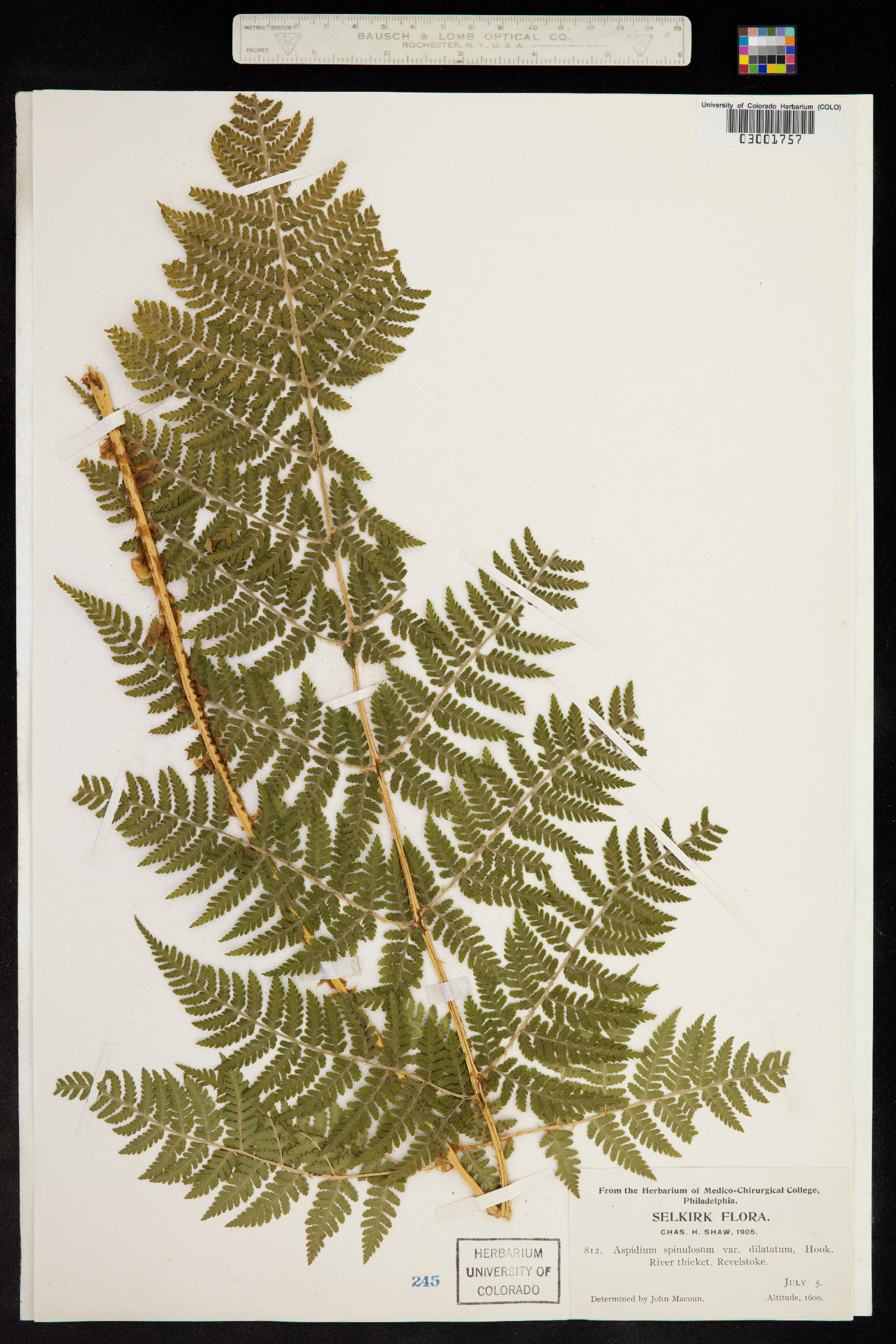 Dryopteris expansa image